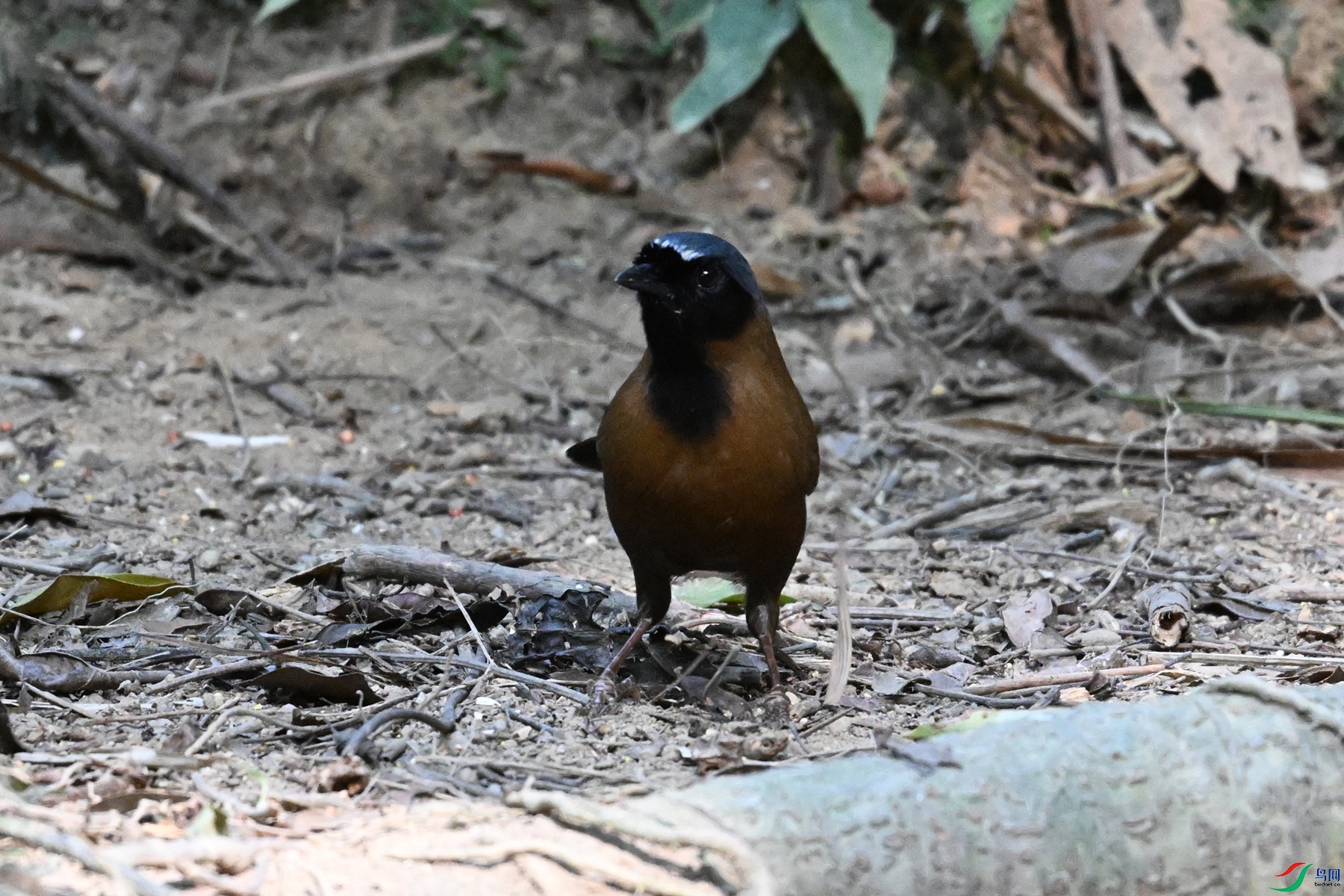 DSC_7195.JPG