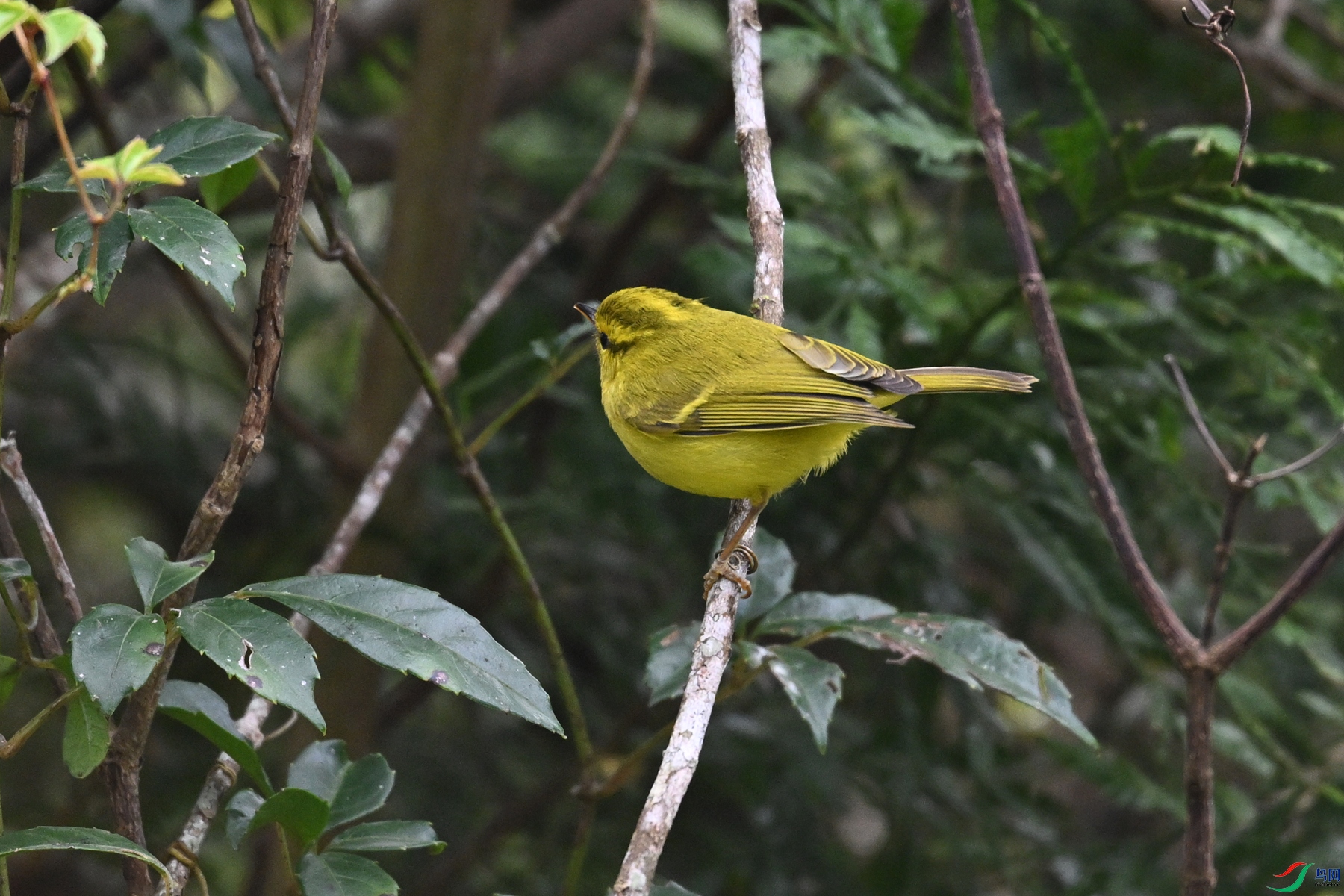 DSC_7087.JPG