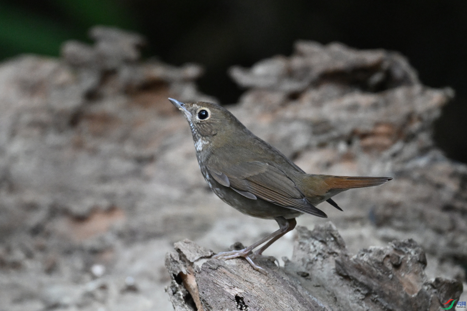 DSC_7177.JPG