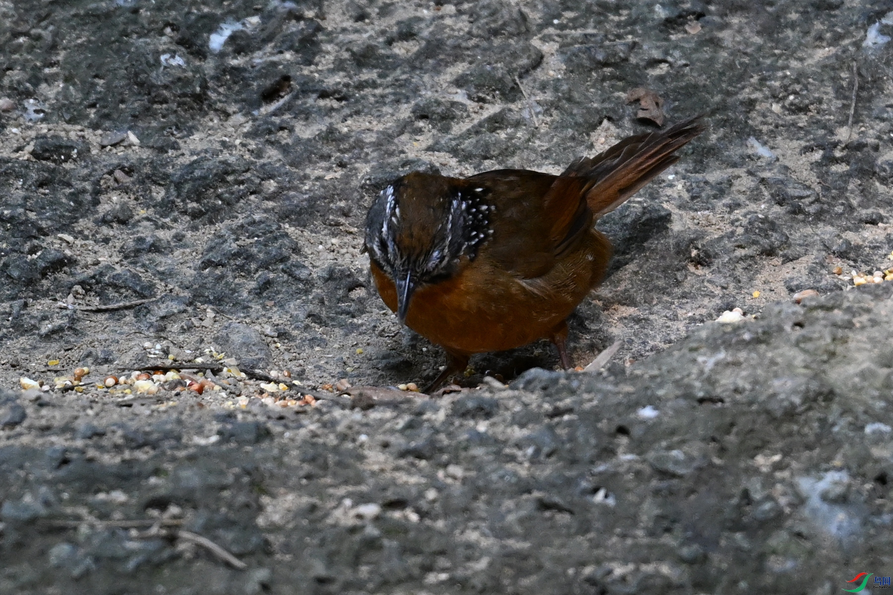 DSC_7201.JPG