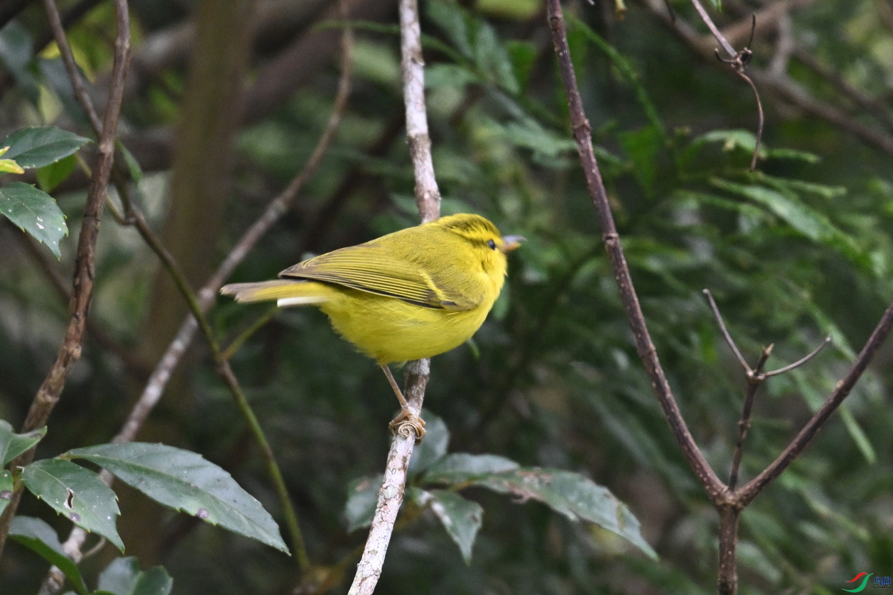 DSC_7096.JPG
