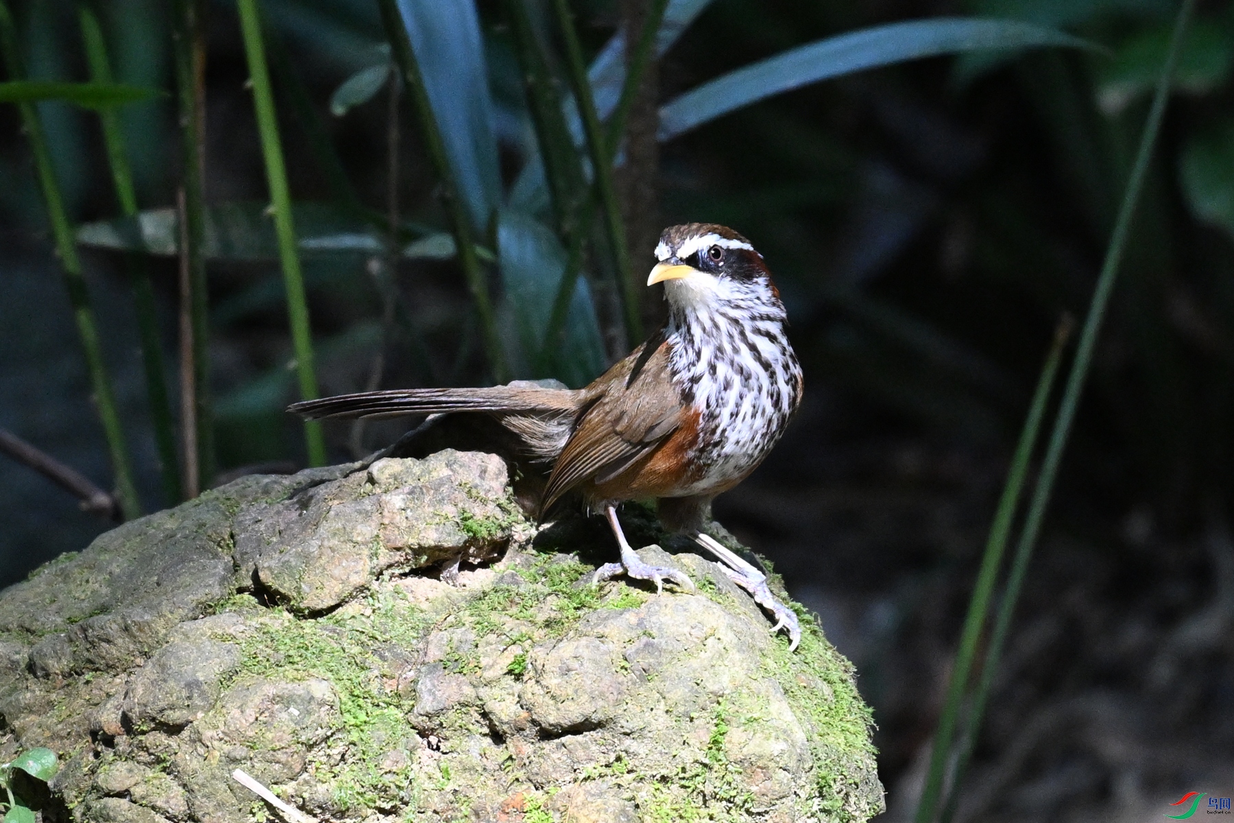 DSC_7182.JPG