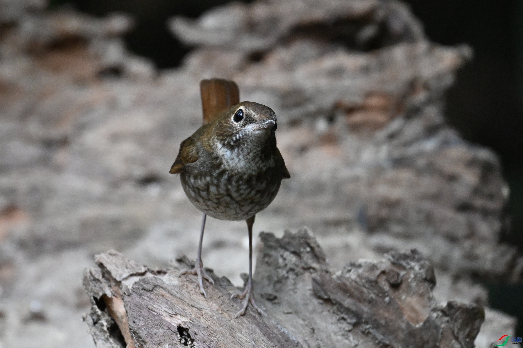 DSC_7165.JPG