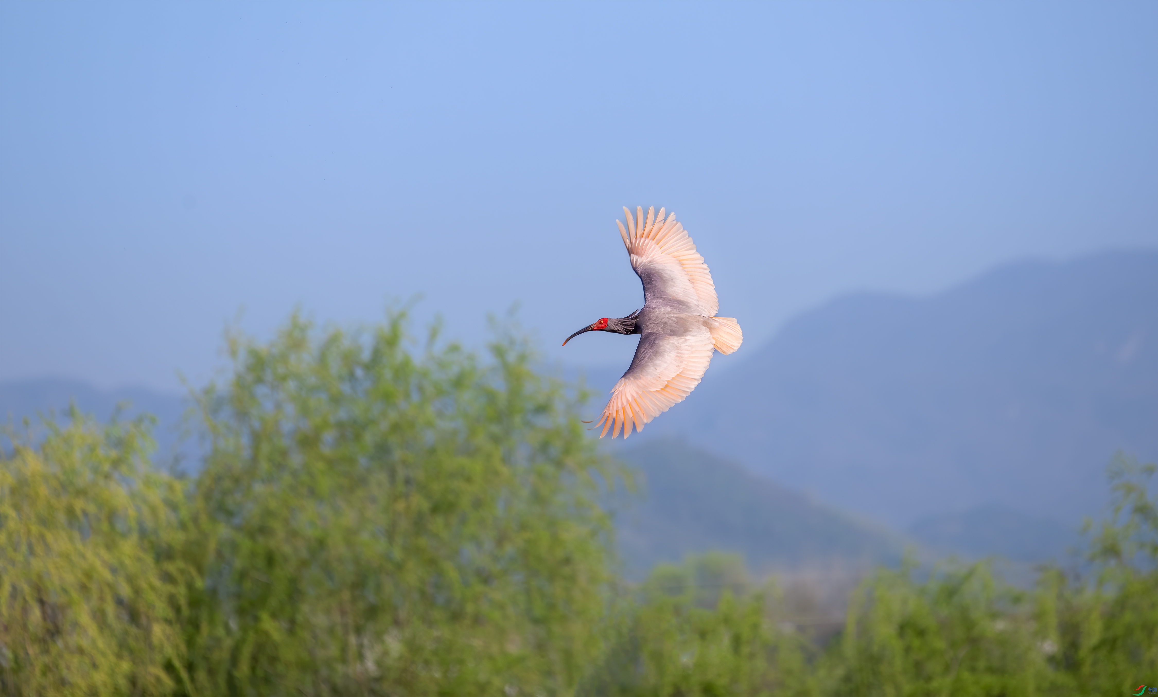 DSC_3445-1.jpg