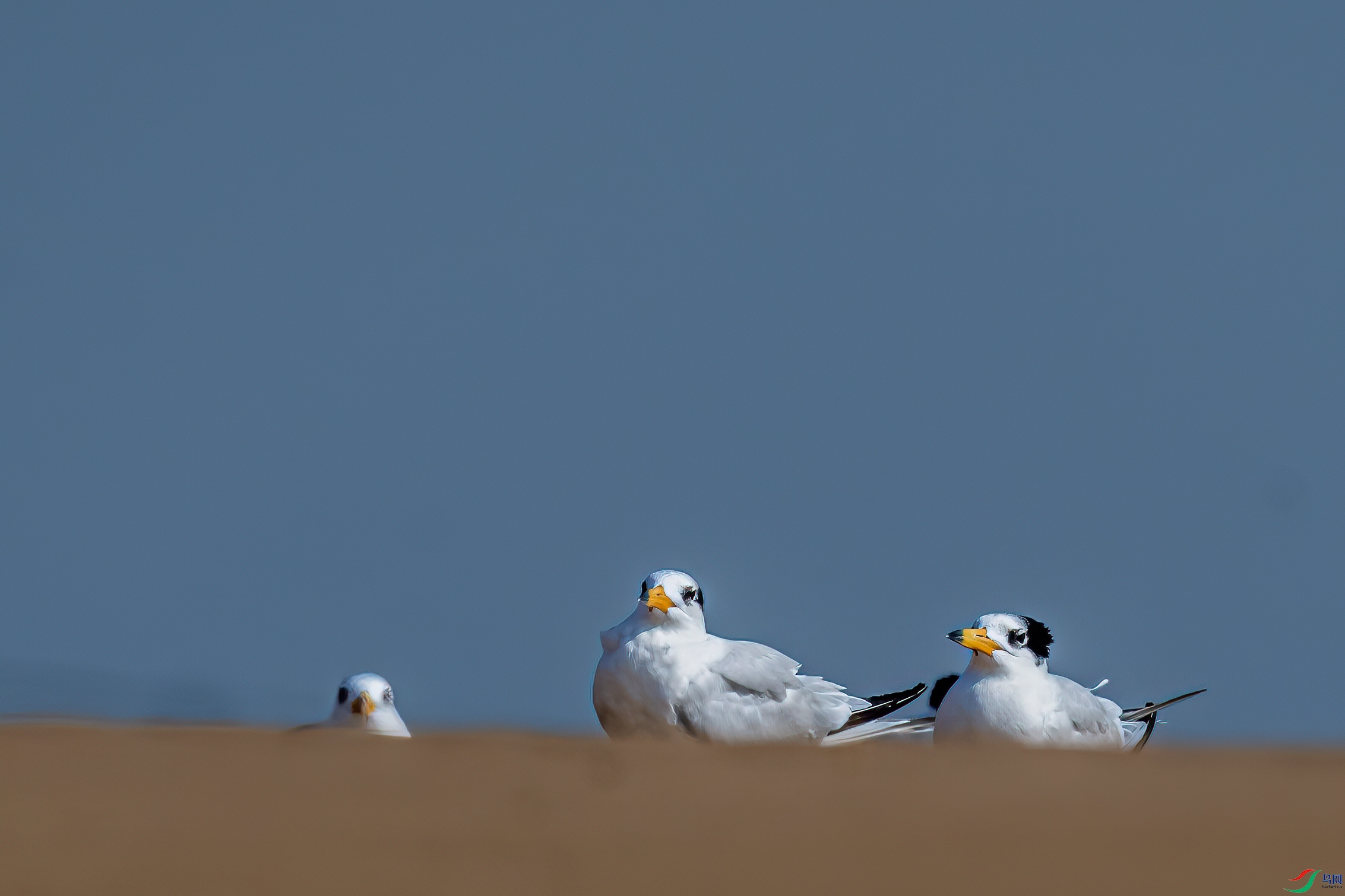 DSC_8137-11.jpg