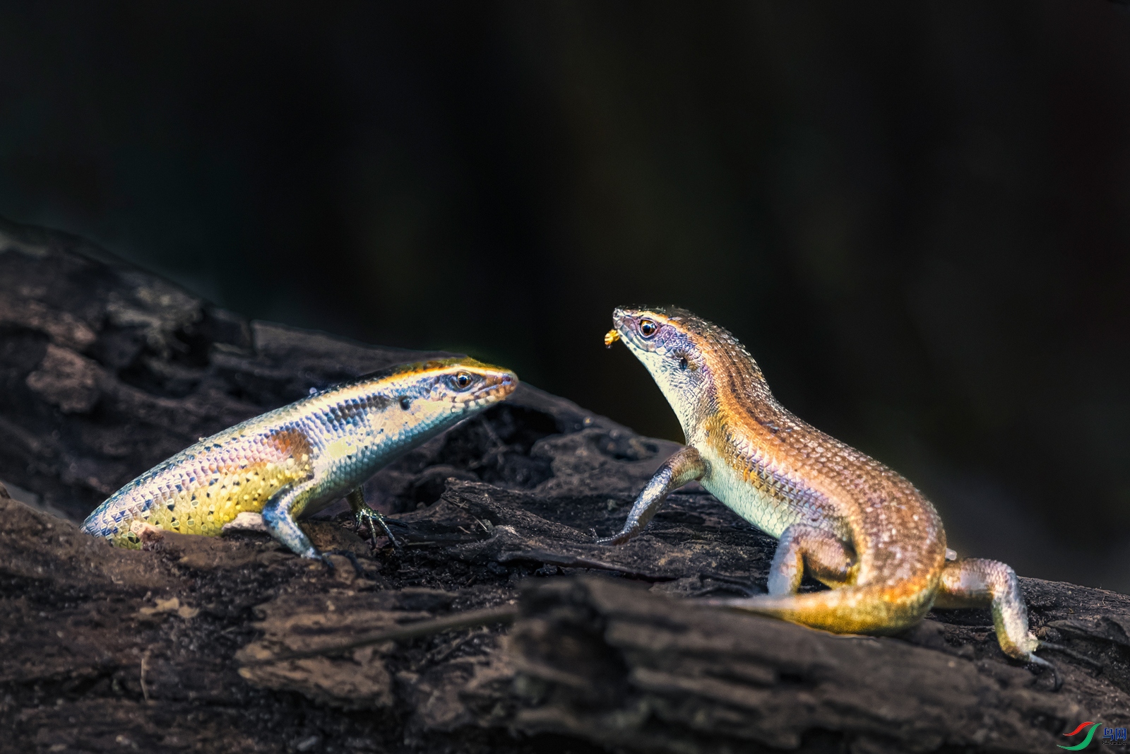 ����----�Ļ�