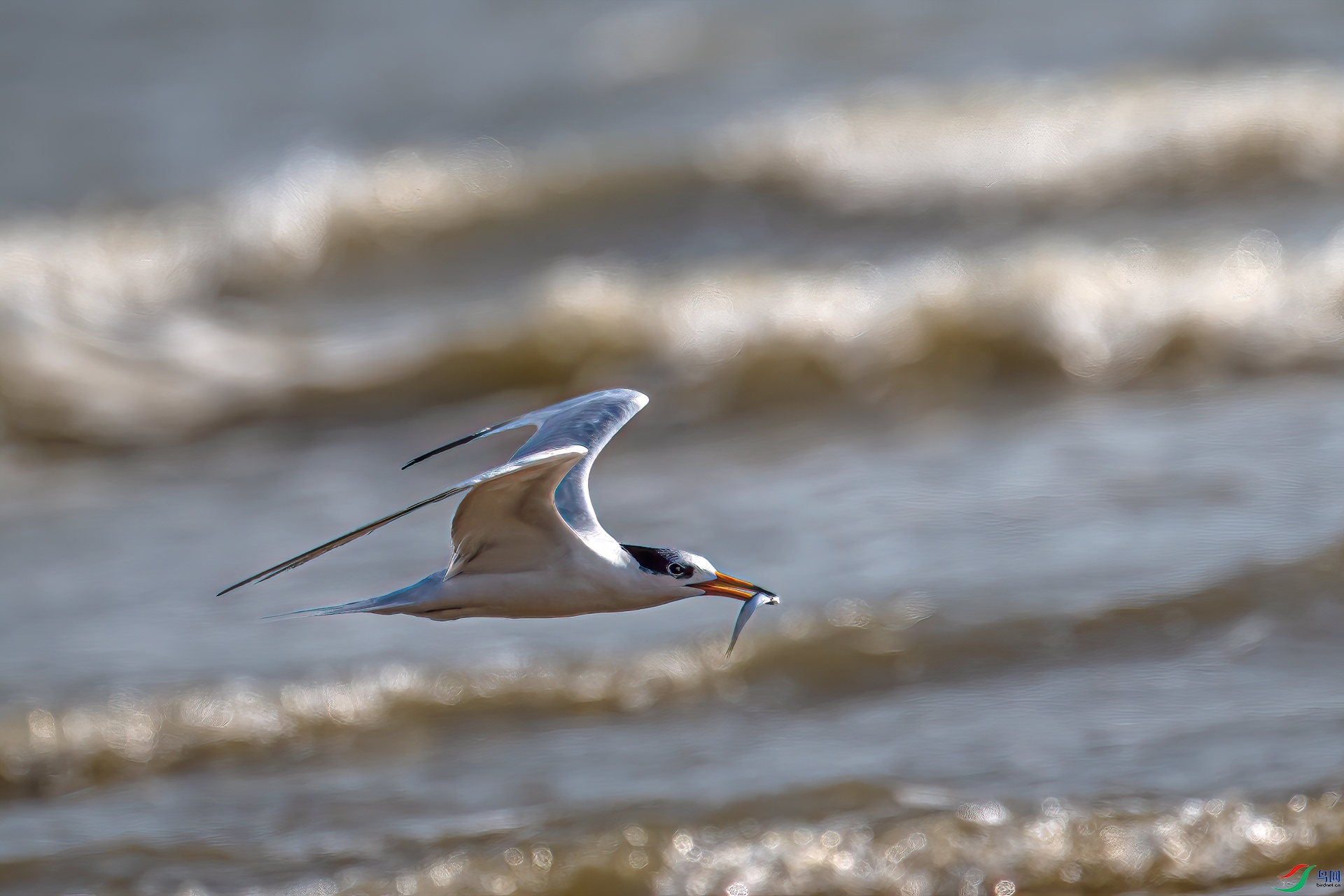 DSC_2030-11.jpg