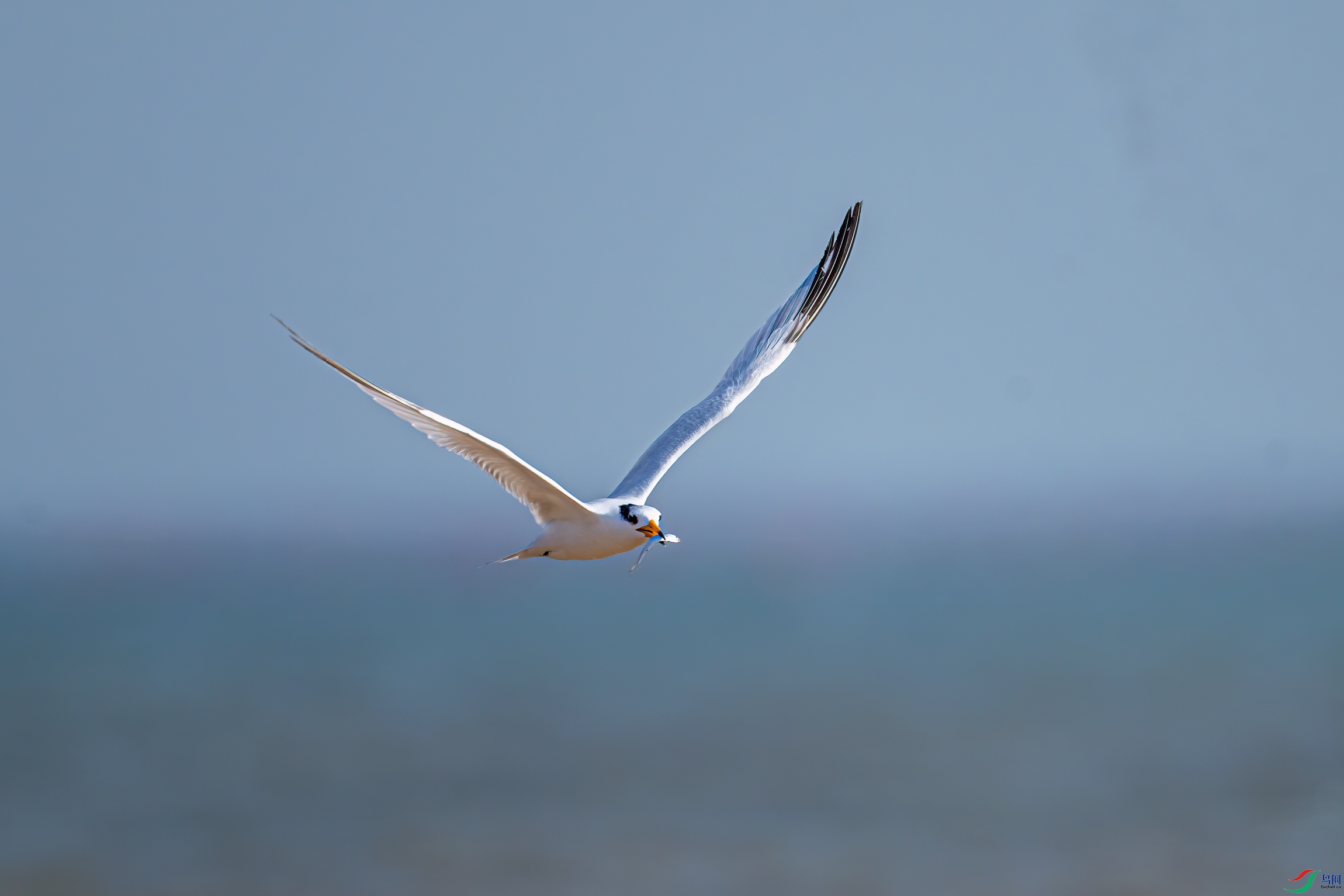 DSC_2085-11.jpg