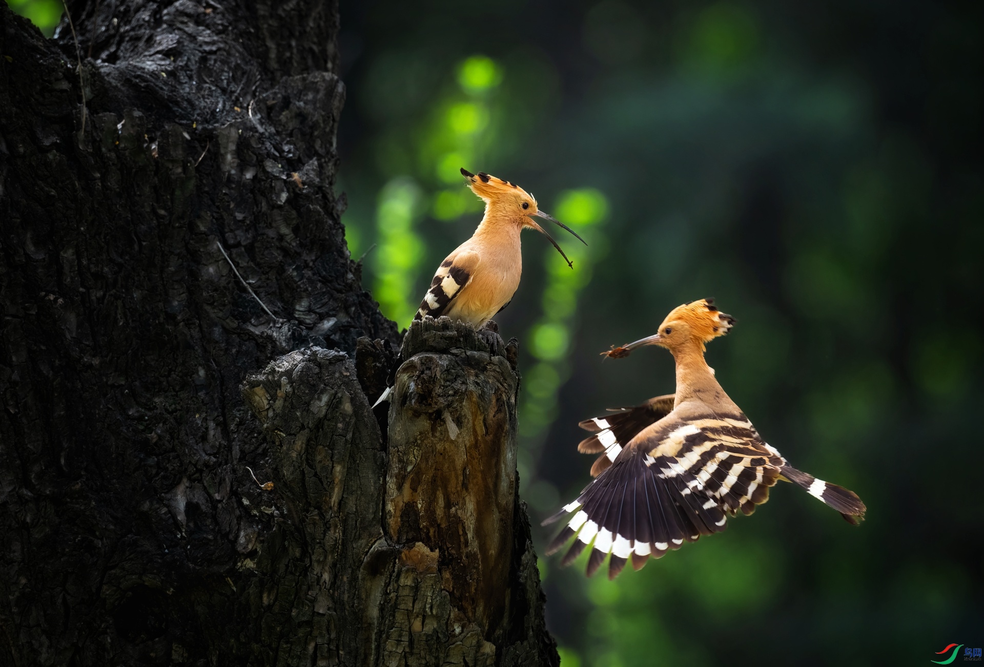 DSC_1941 ����-01.jpeg