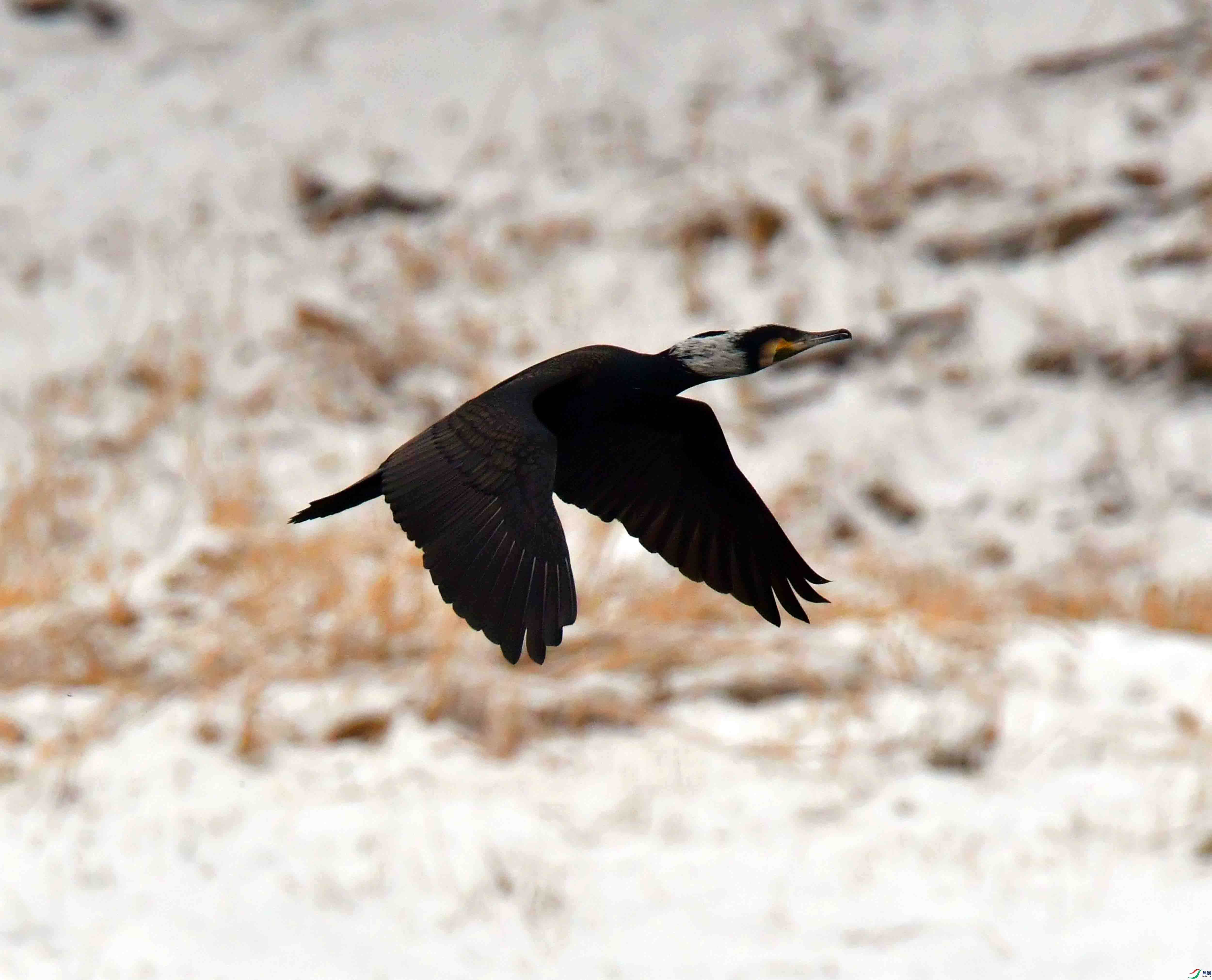 DSC_3807.JPG