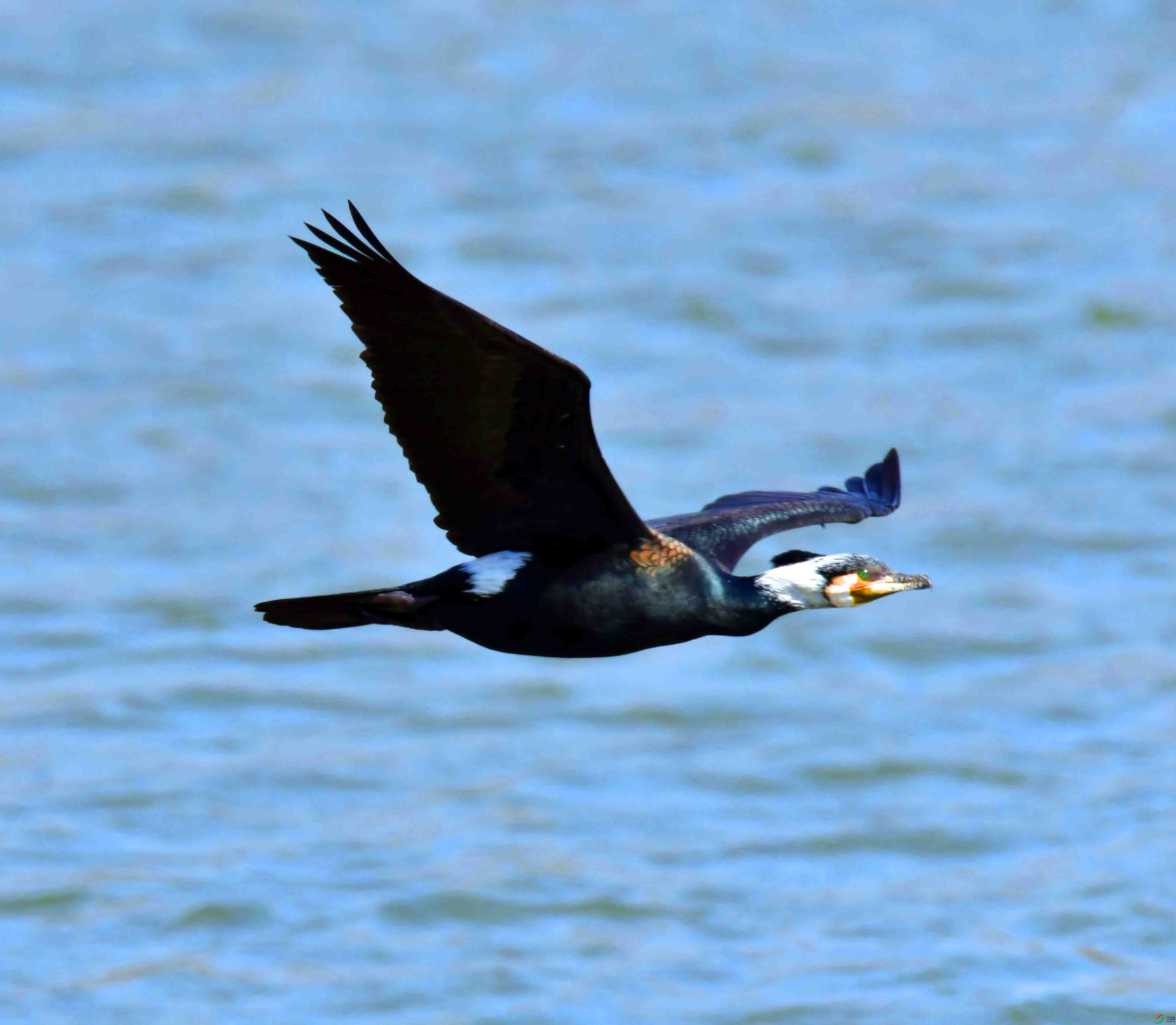 DSC_6869.JPG