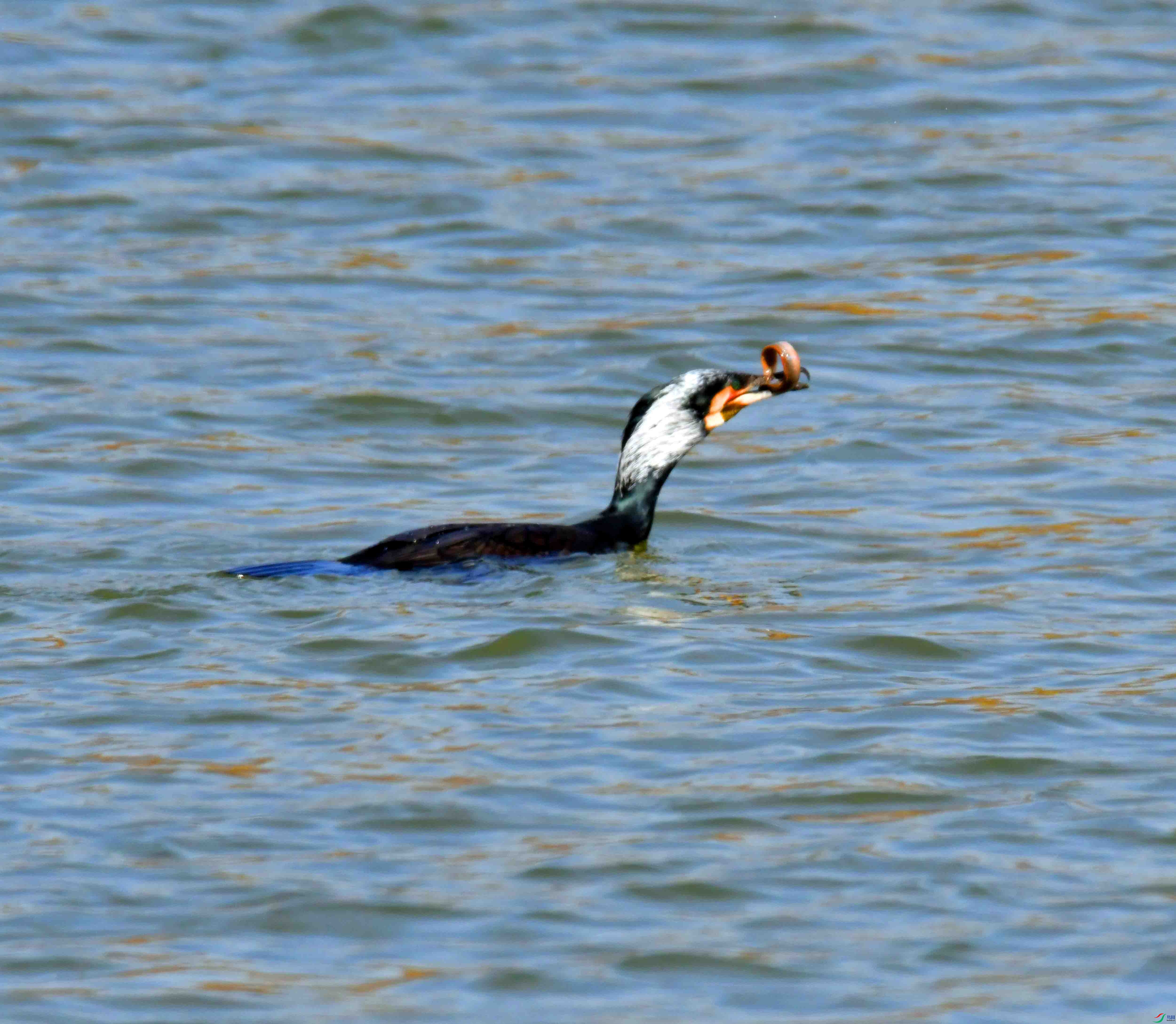 DSC_6911.JPG