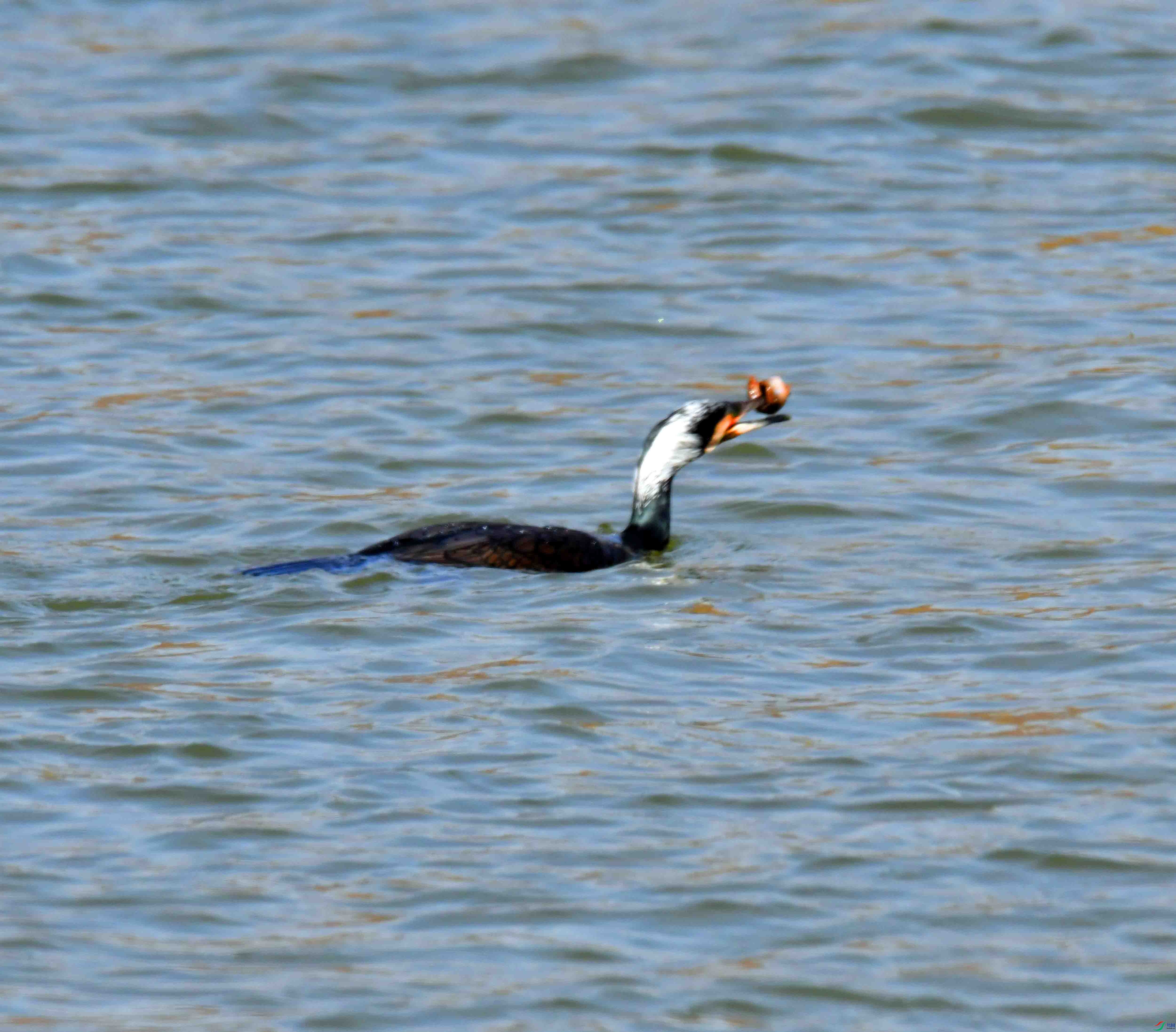 DSC_6901.JPG