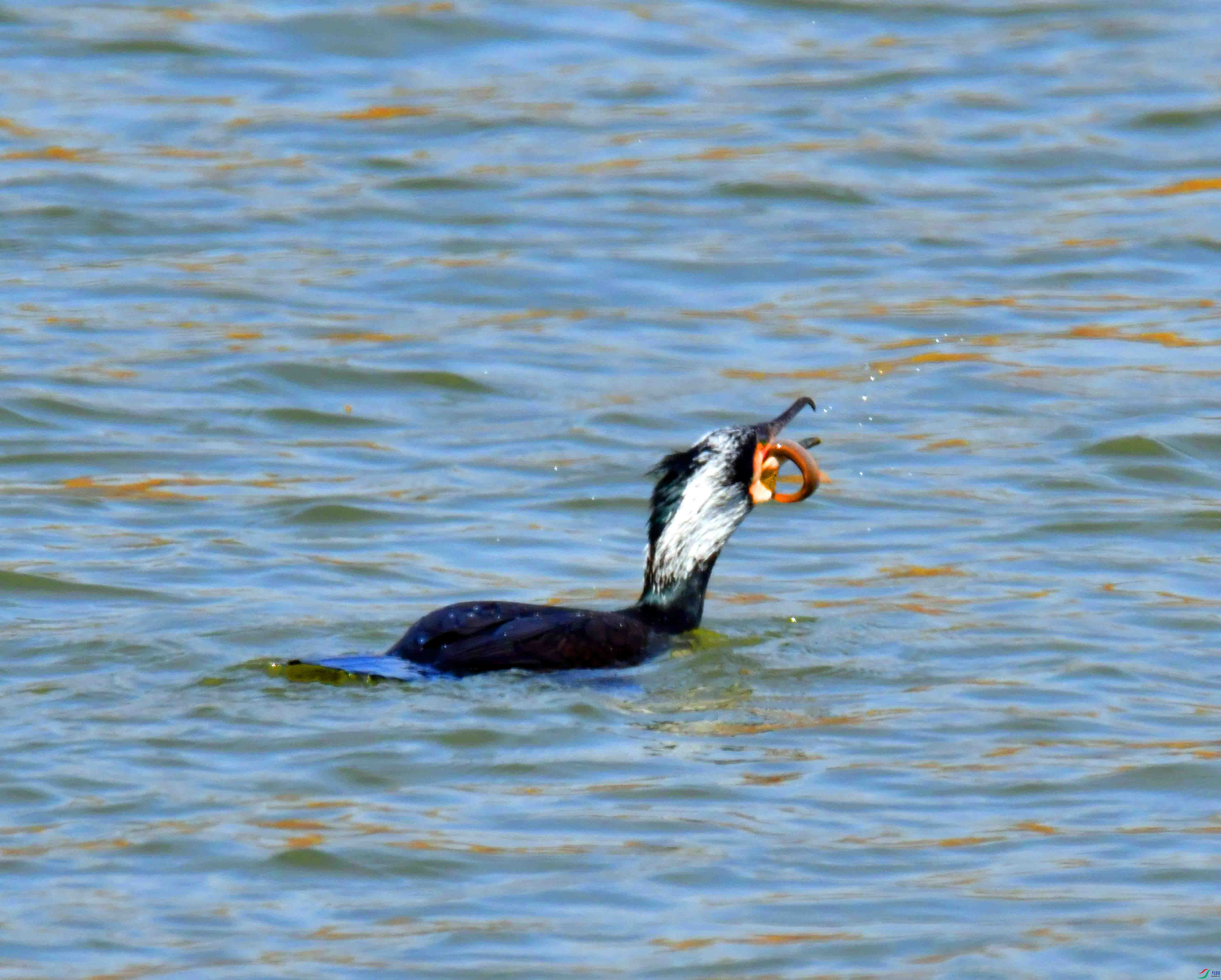 DSC_6918.JPG