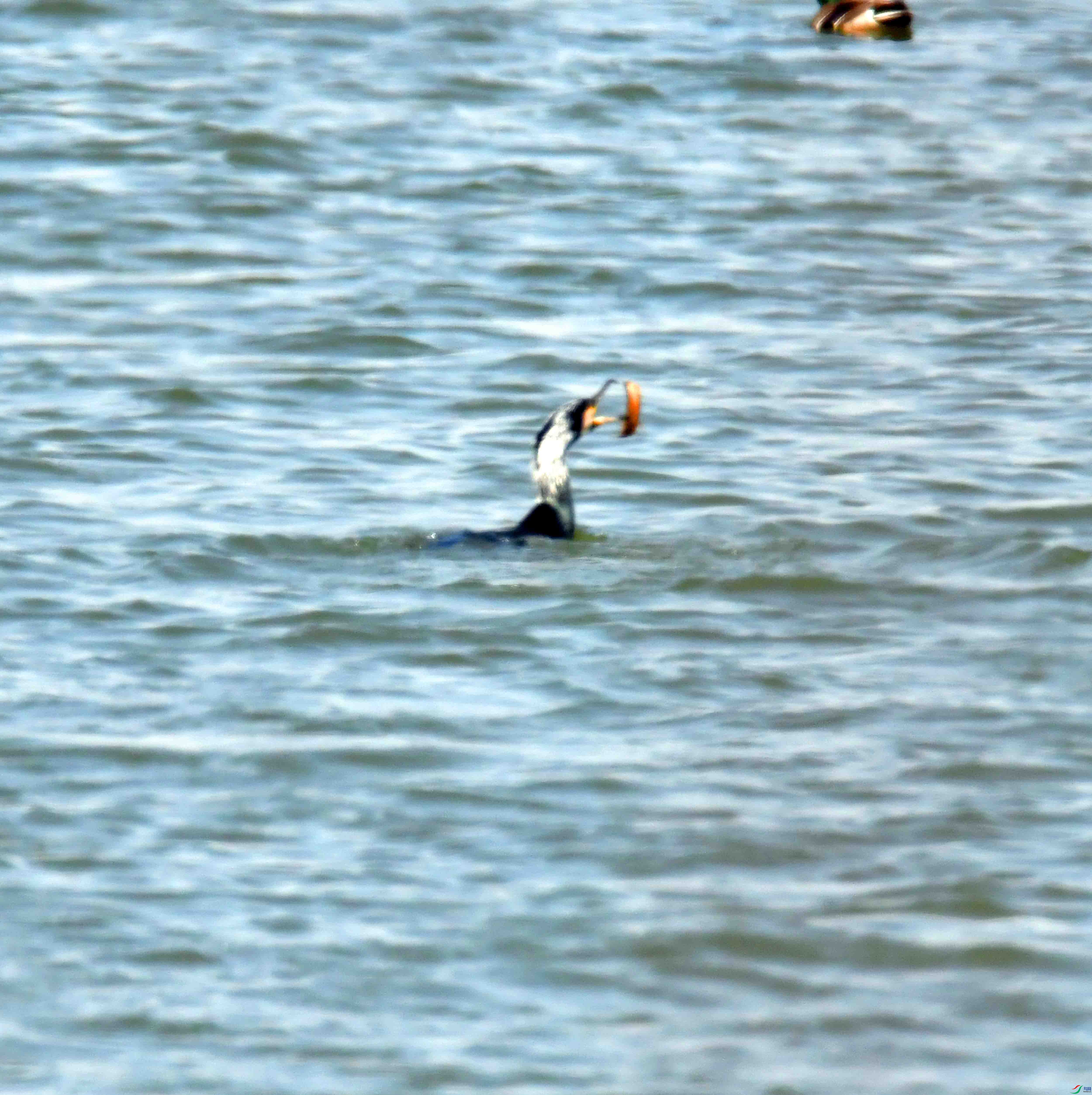 DSC_6990.JPG