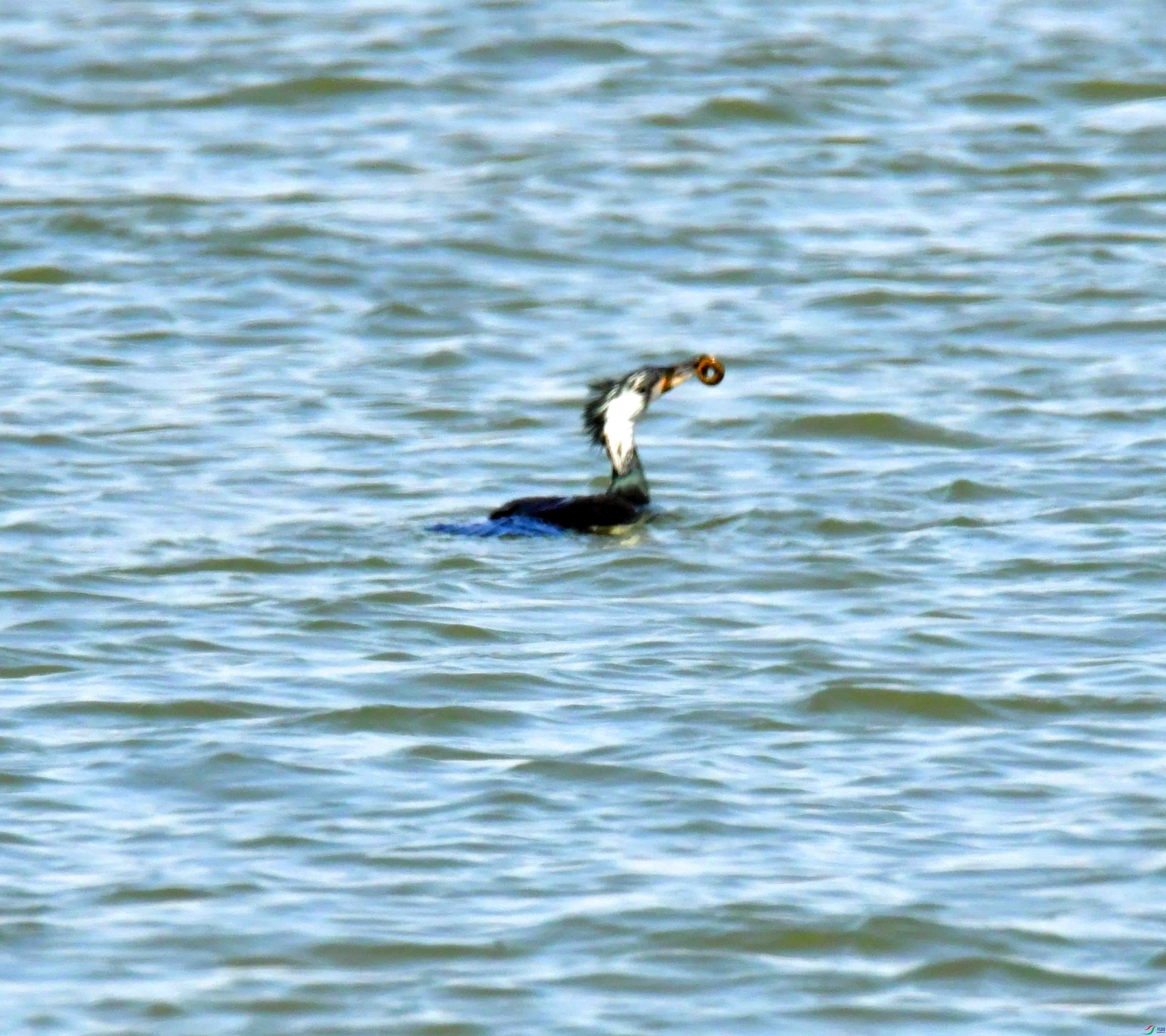 DSC_7036.JPG