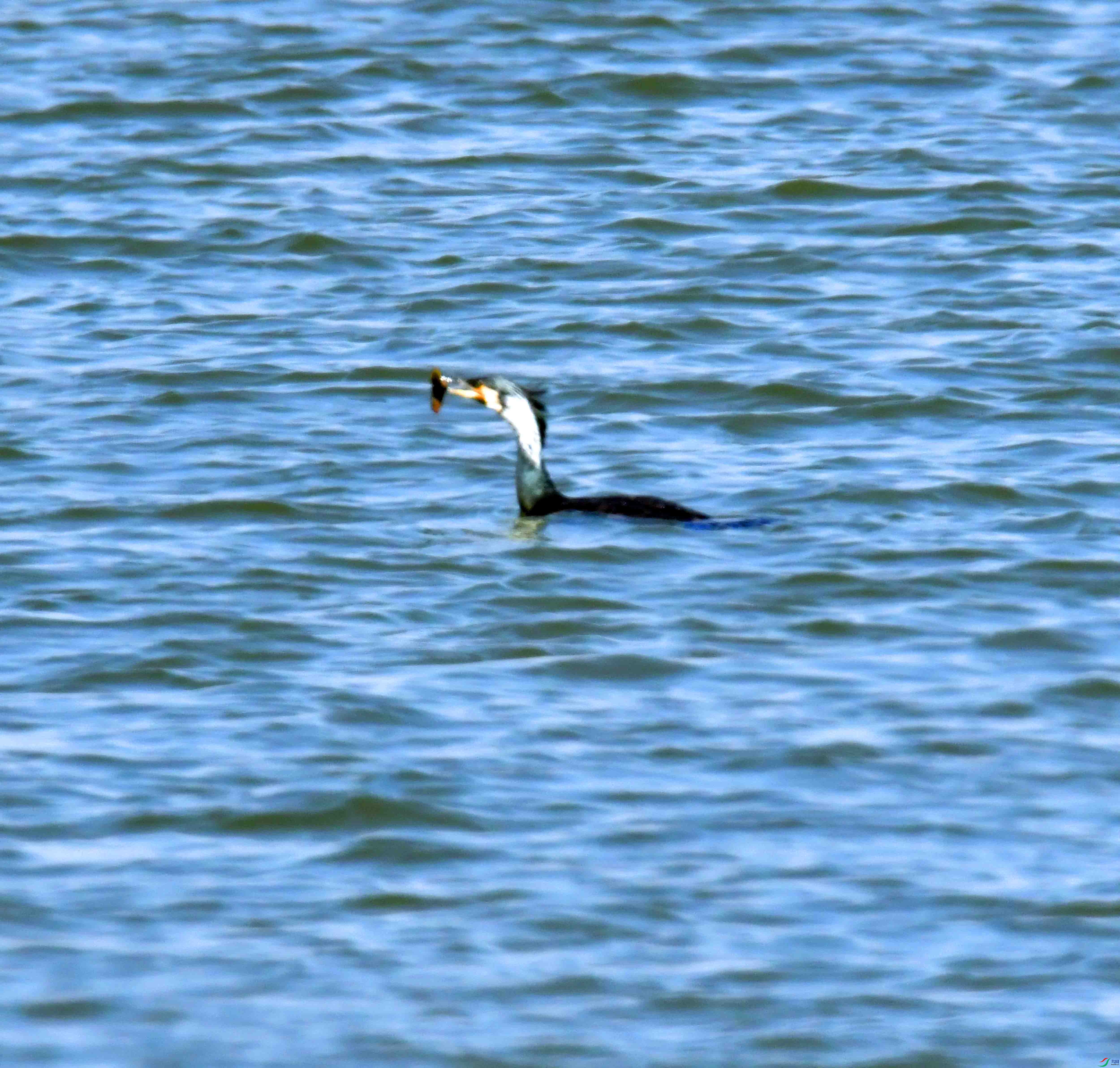DSC_7054.JPG