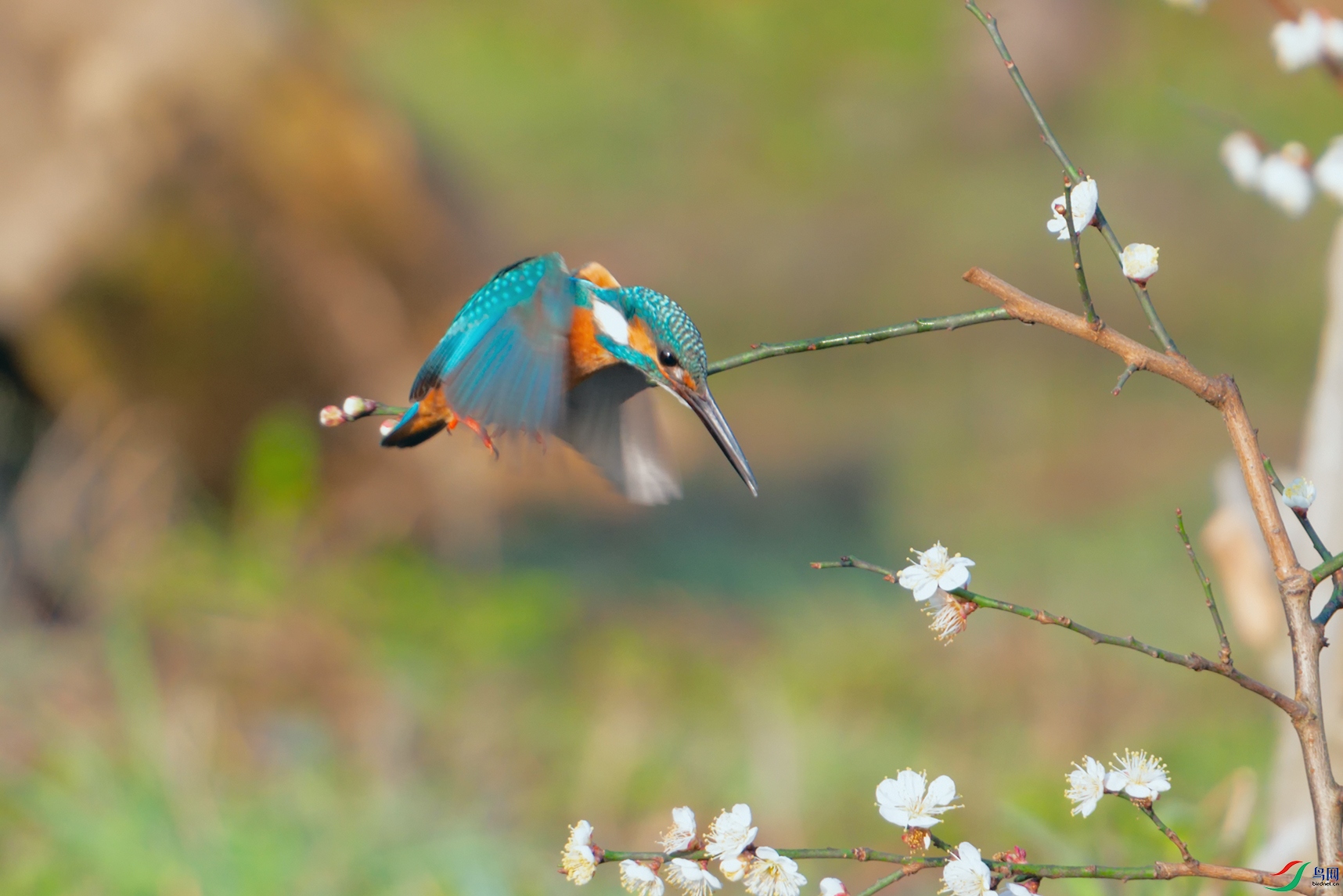 DSC_5140_DxOa.jpg