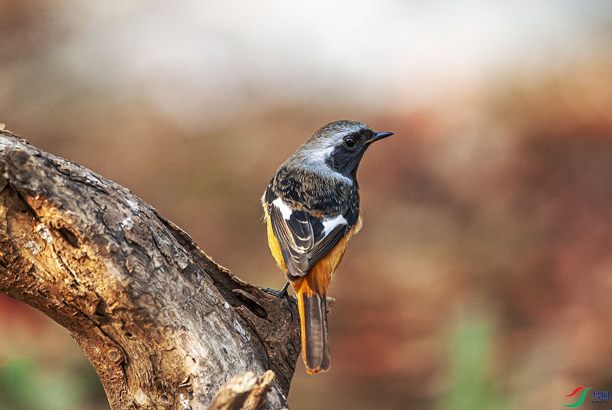 DSC_6004.jpg