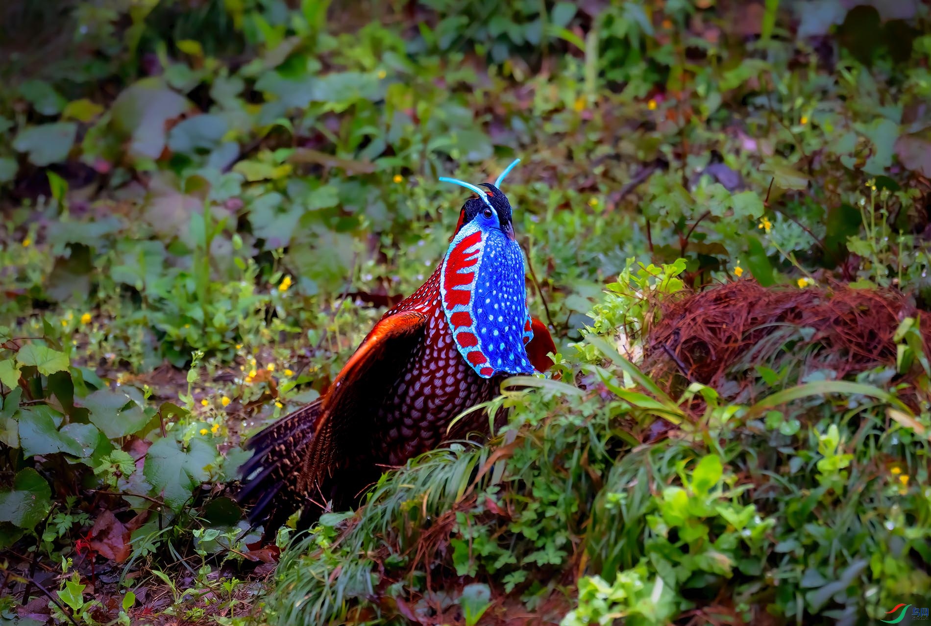 �츹������ɽ������