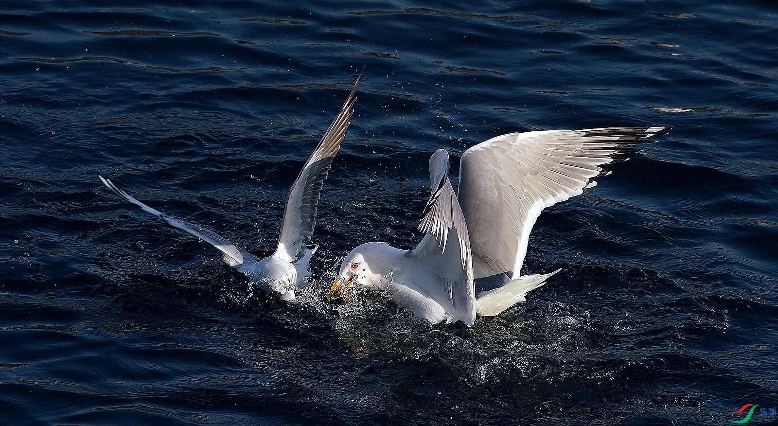 DSC09088.JPG