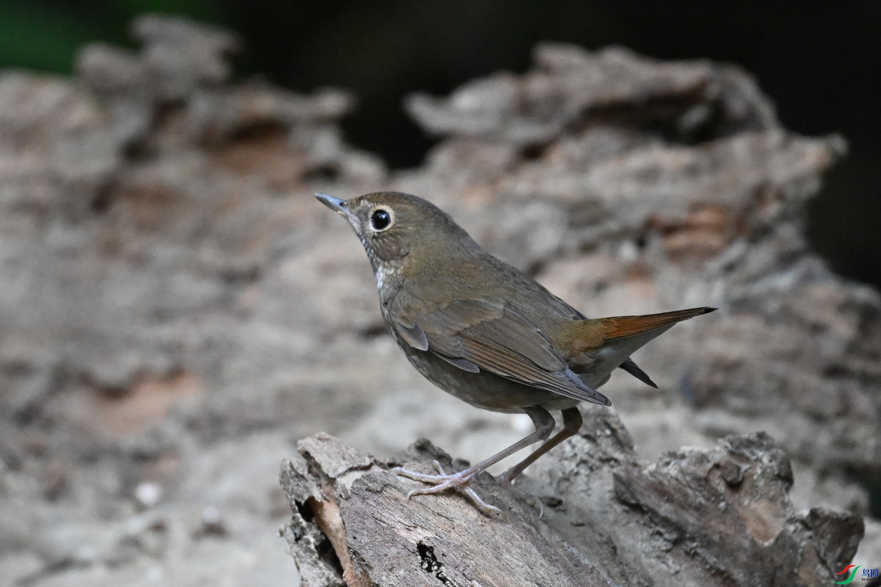 DSC_7169.JPG