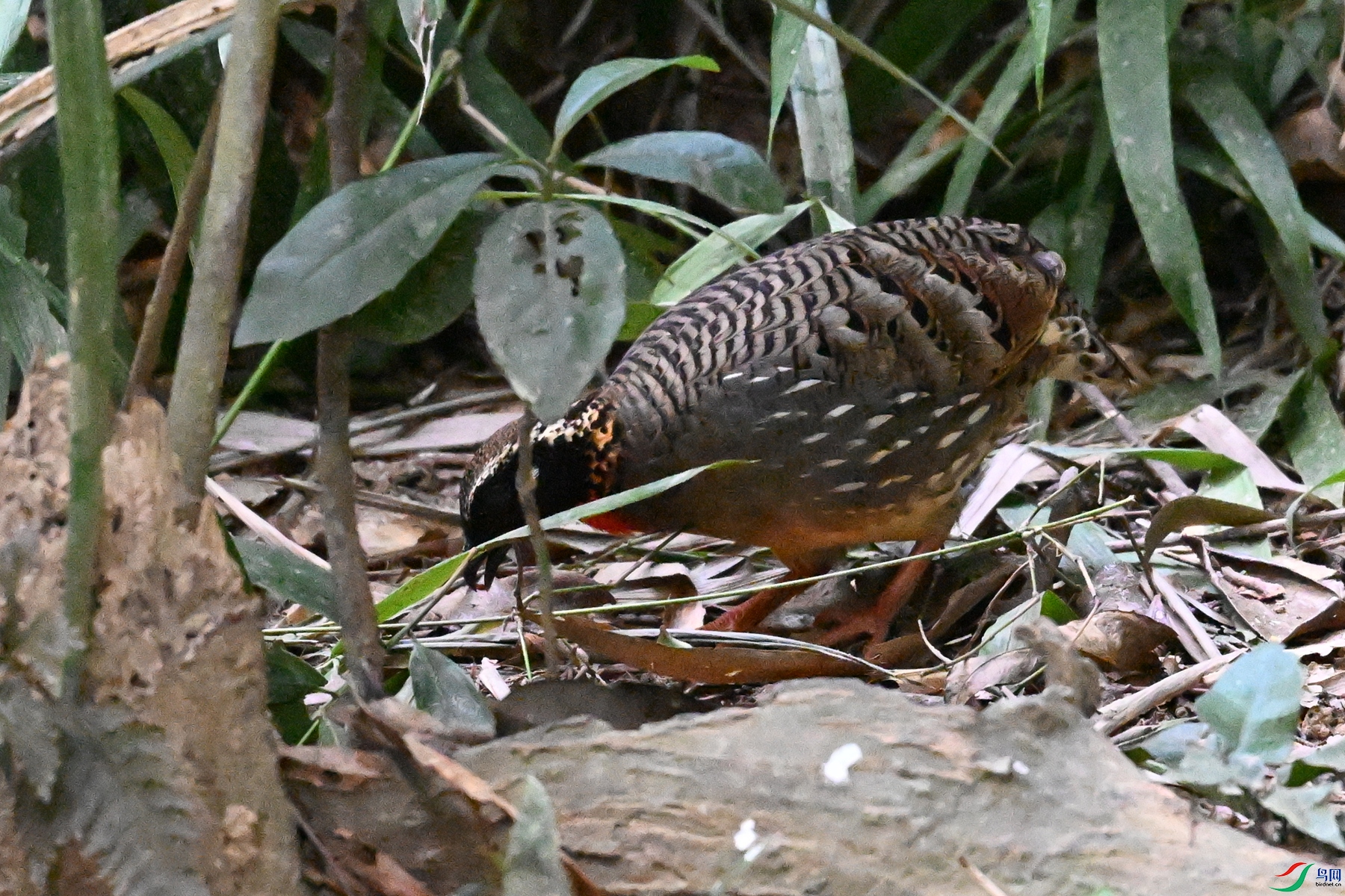 DSC_7230.JPG