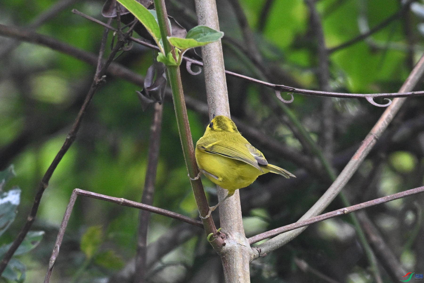 DSC_7115.JPG