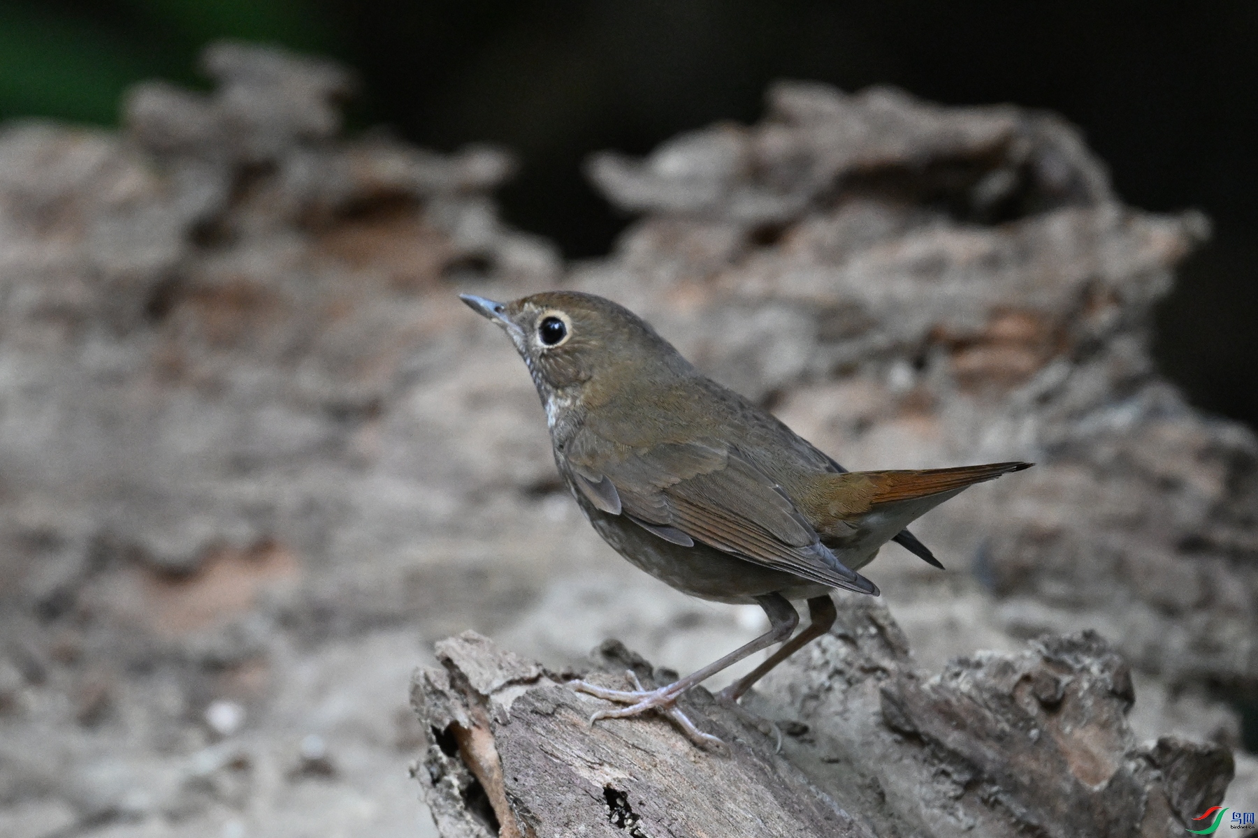 DSC_7173.JPG