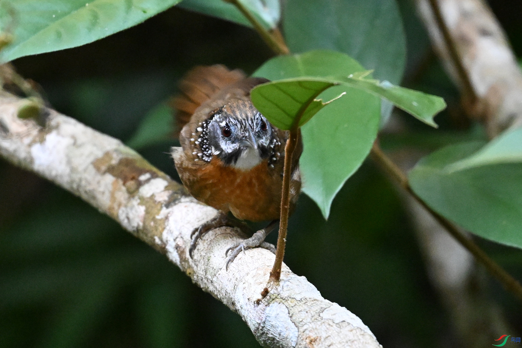 DSC_7211.JPG