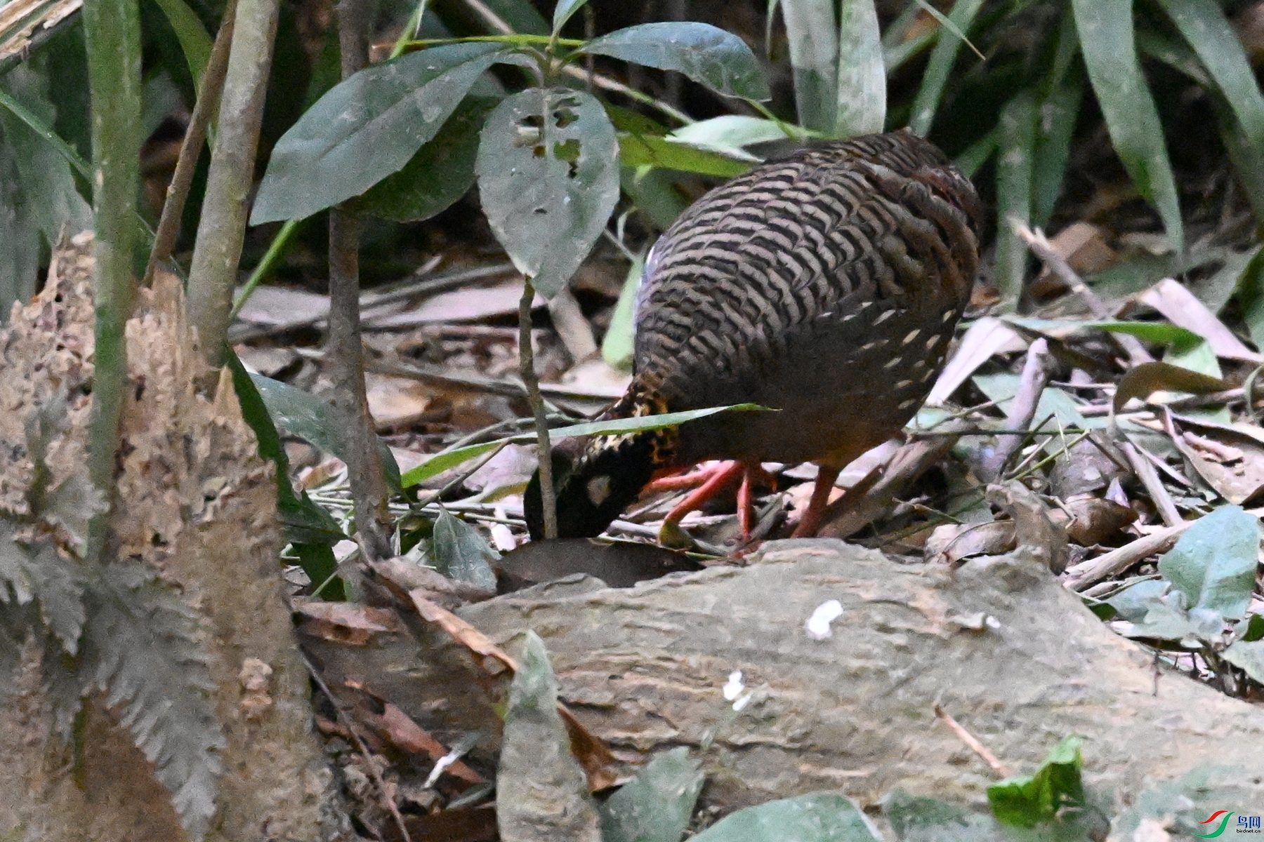 DSC_7234.JPG