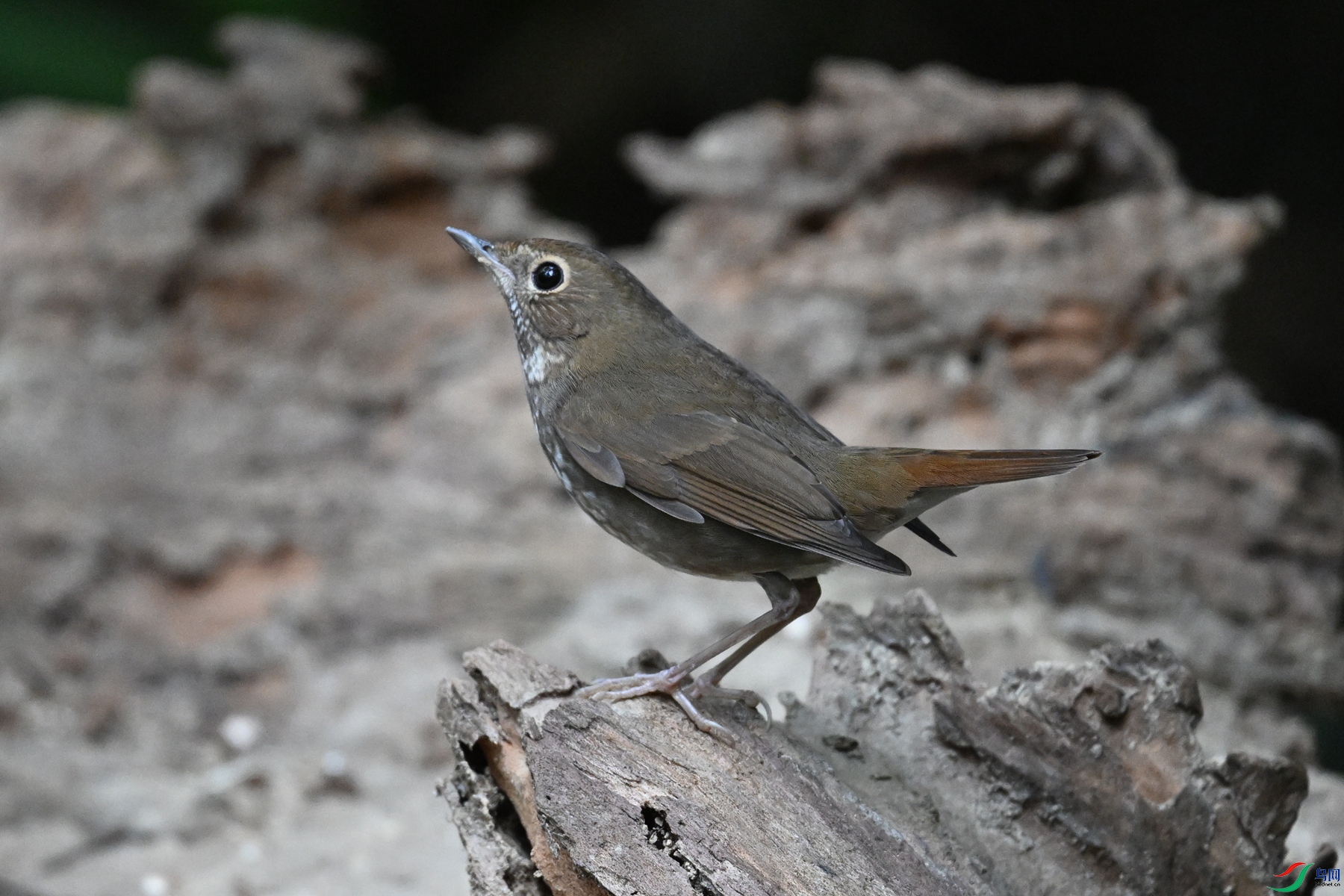 DSC_7176.JPG