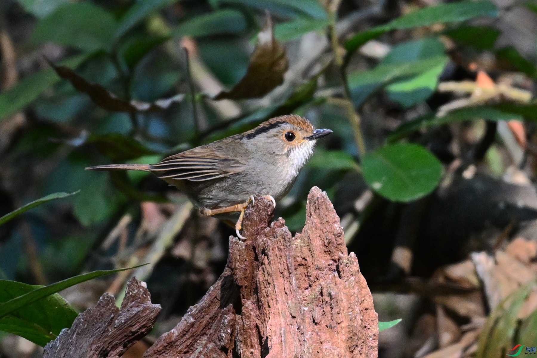 DSC_7181.JPG
