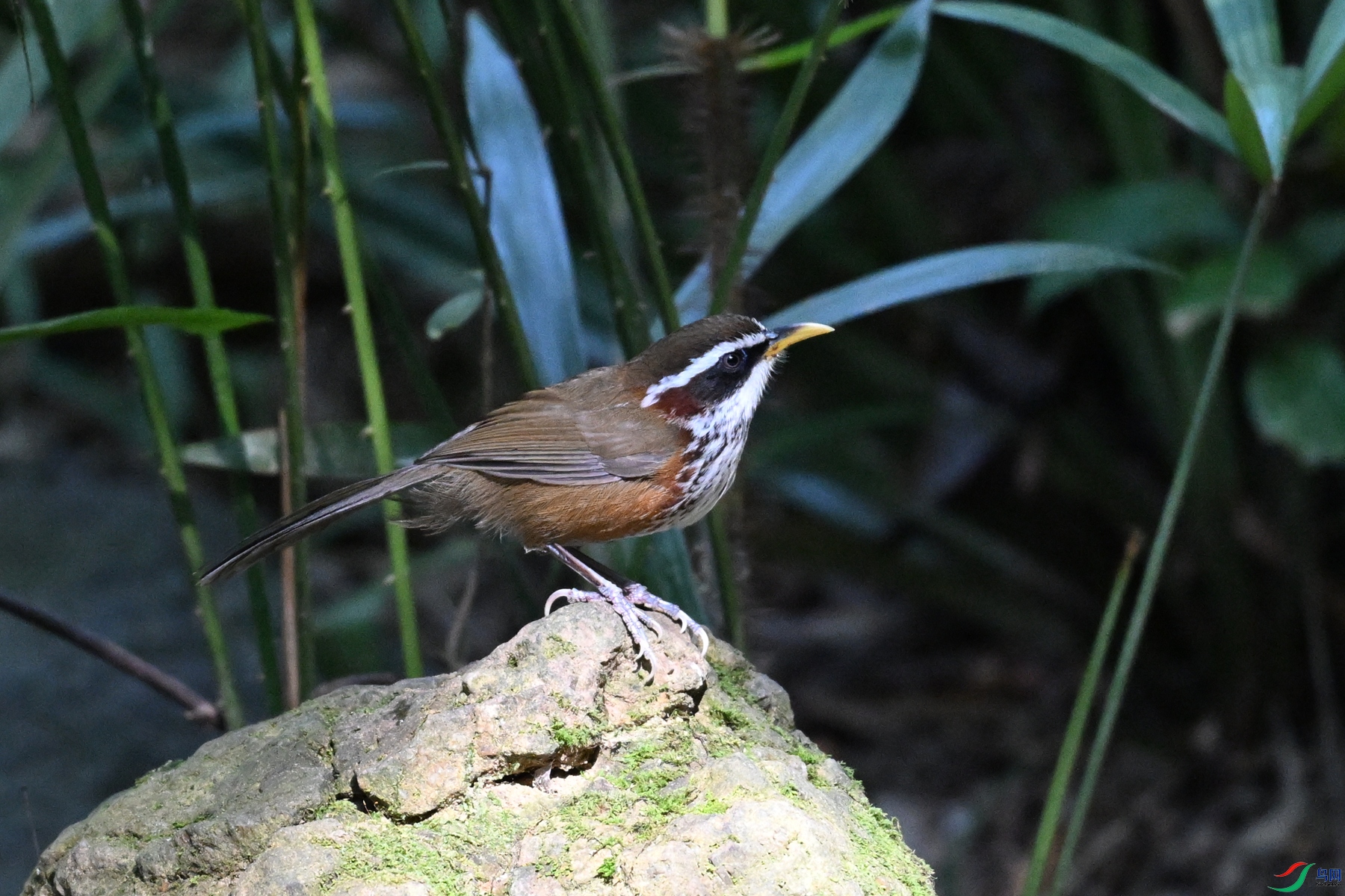 DSC_7184.JPG