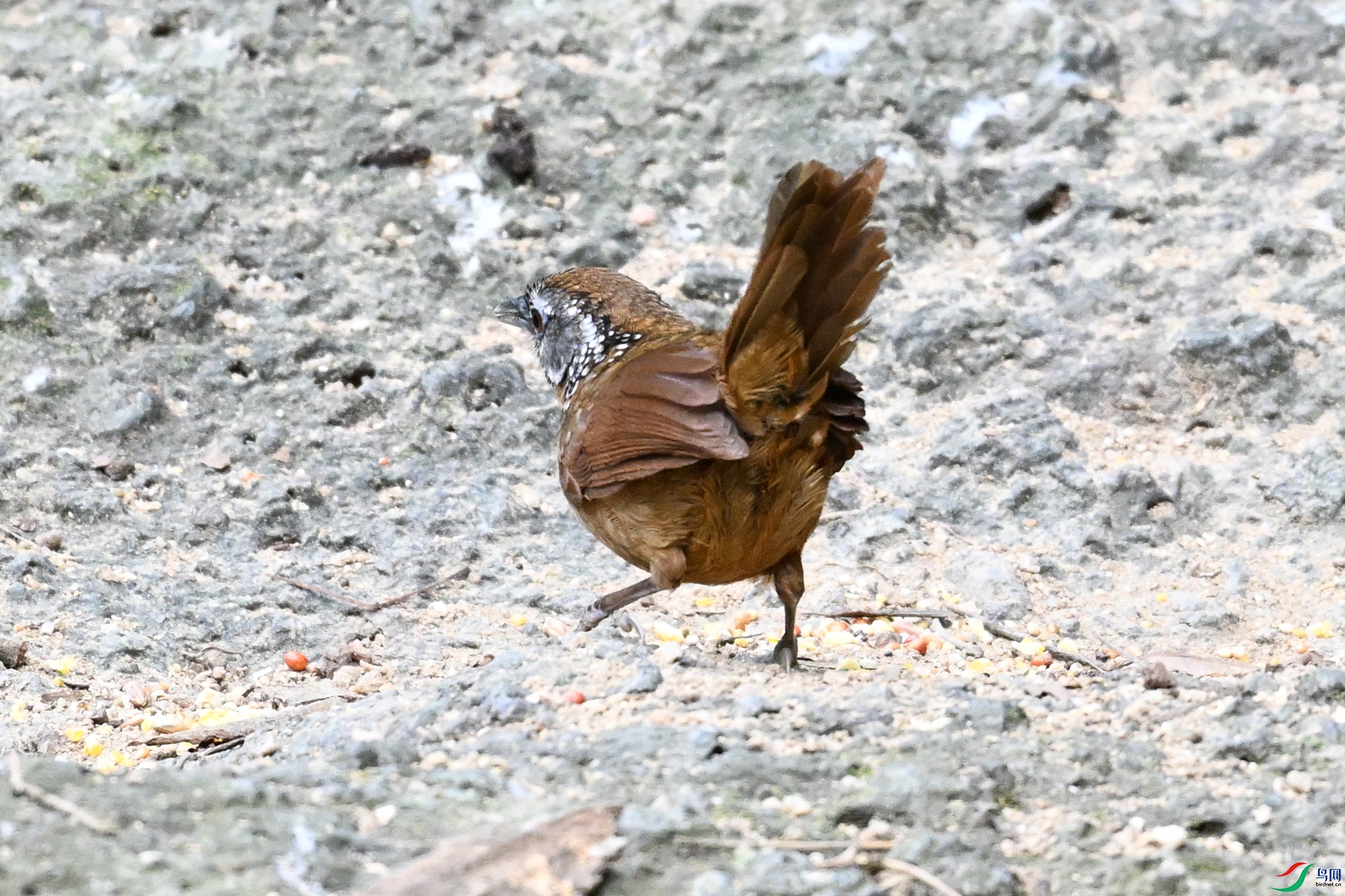 DSC_7226.JPG