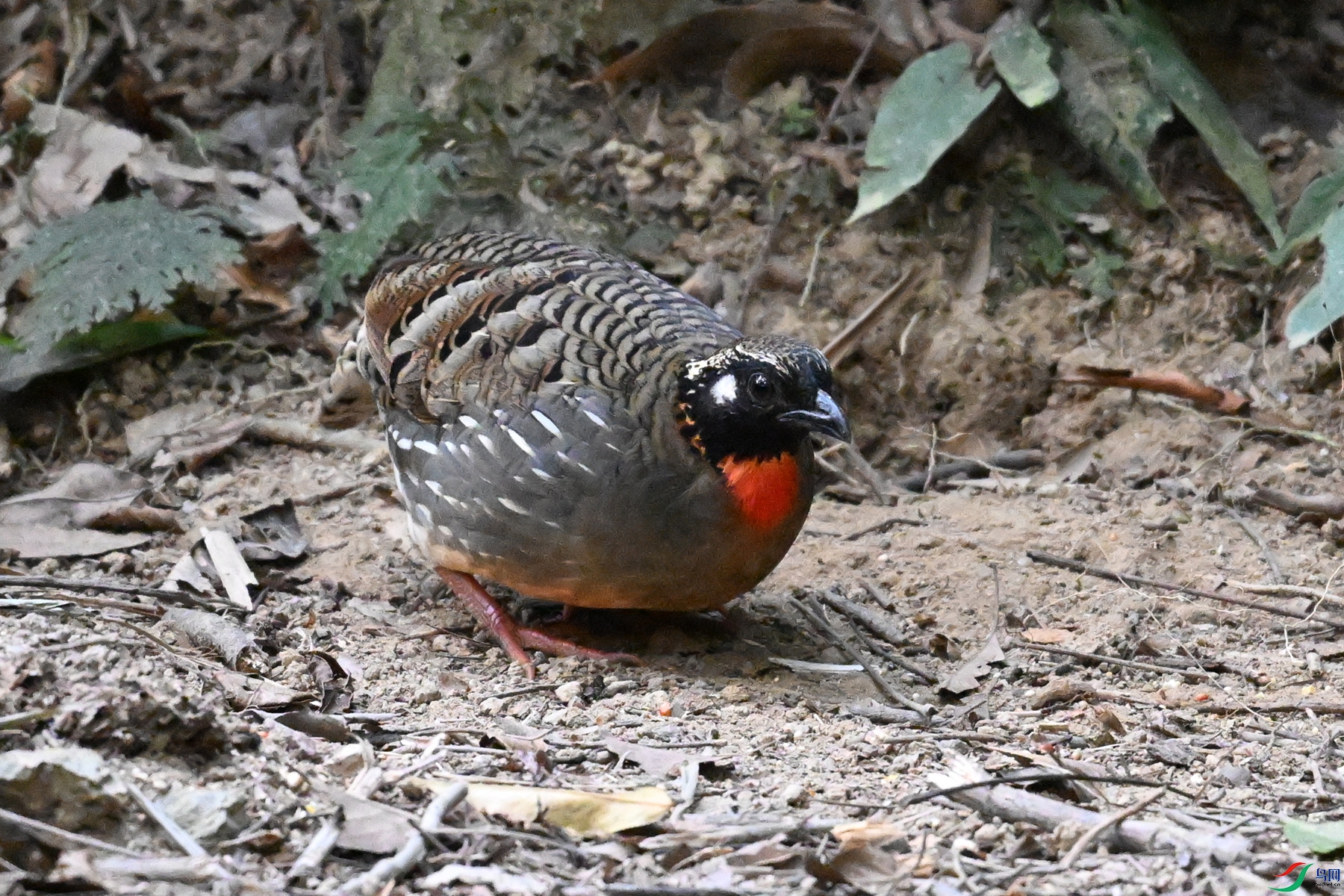DSC_7247.JPG