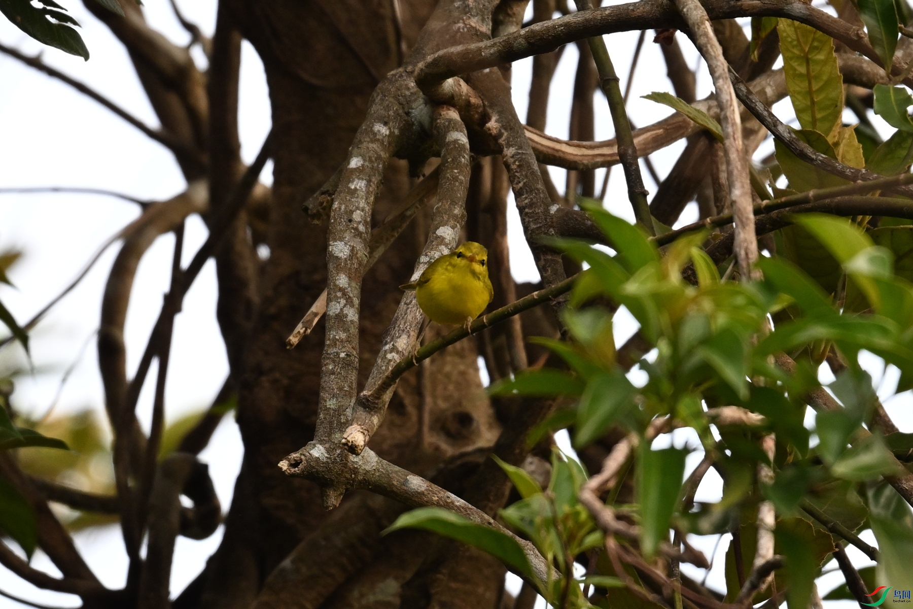 DSC_7133.JPG