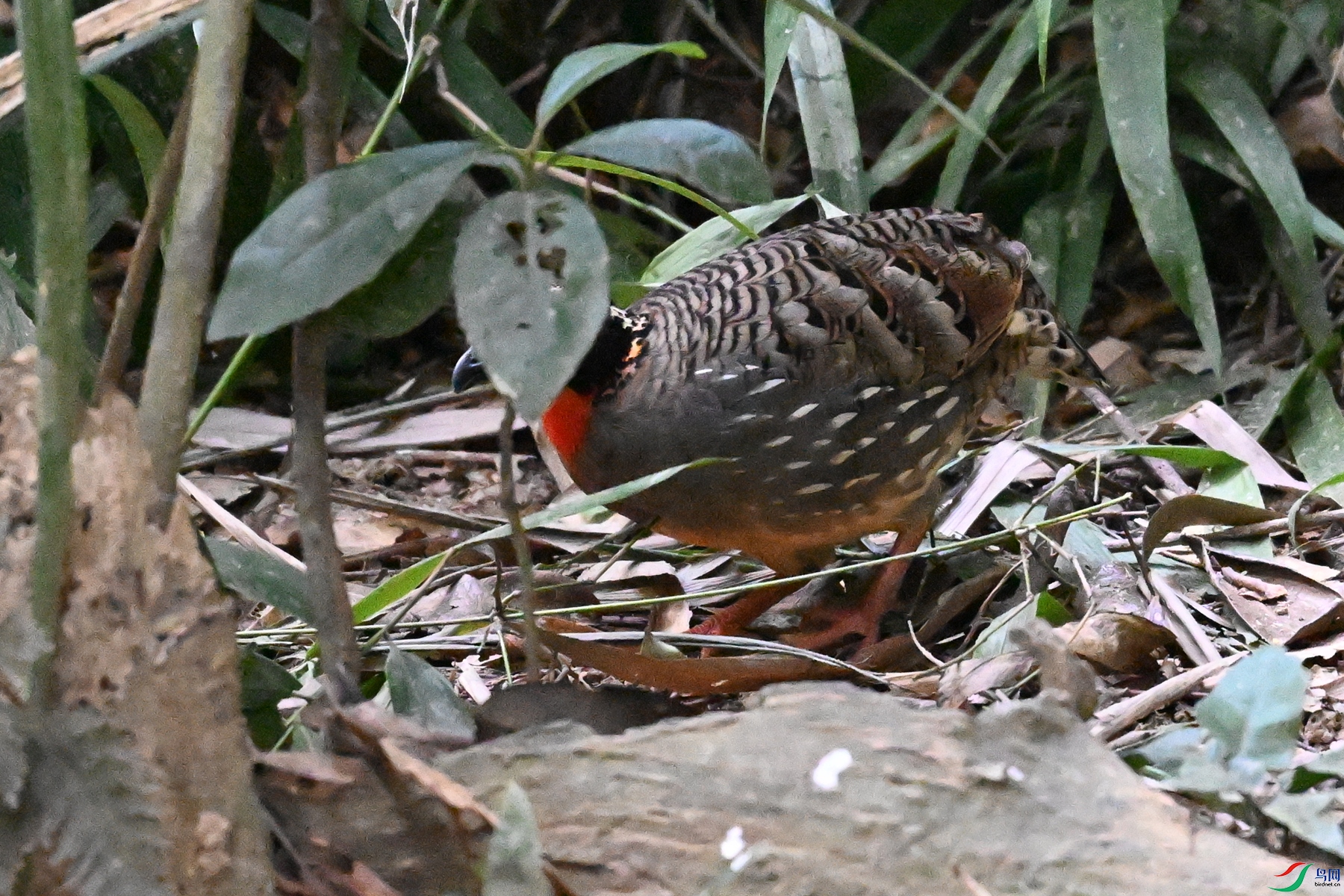 DSC_7233.JPG