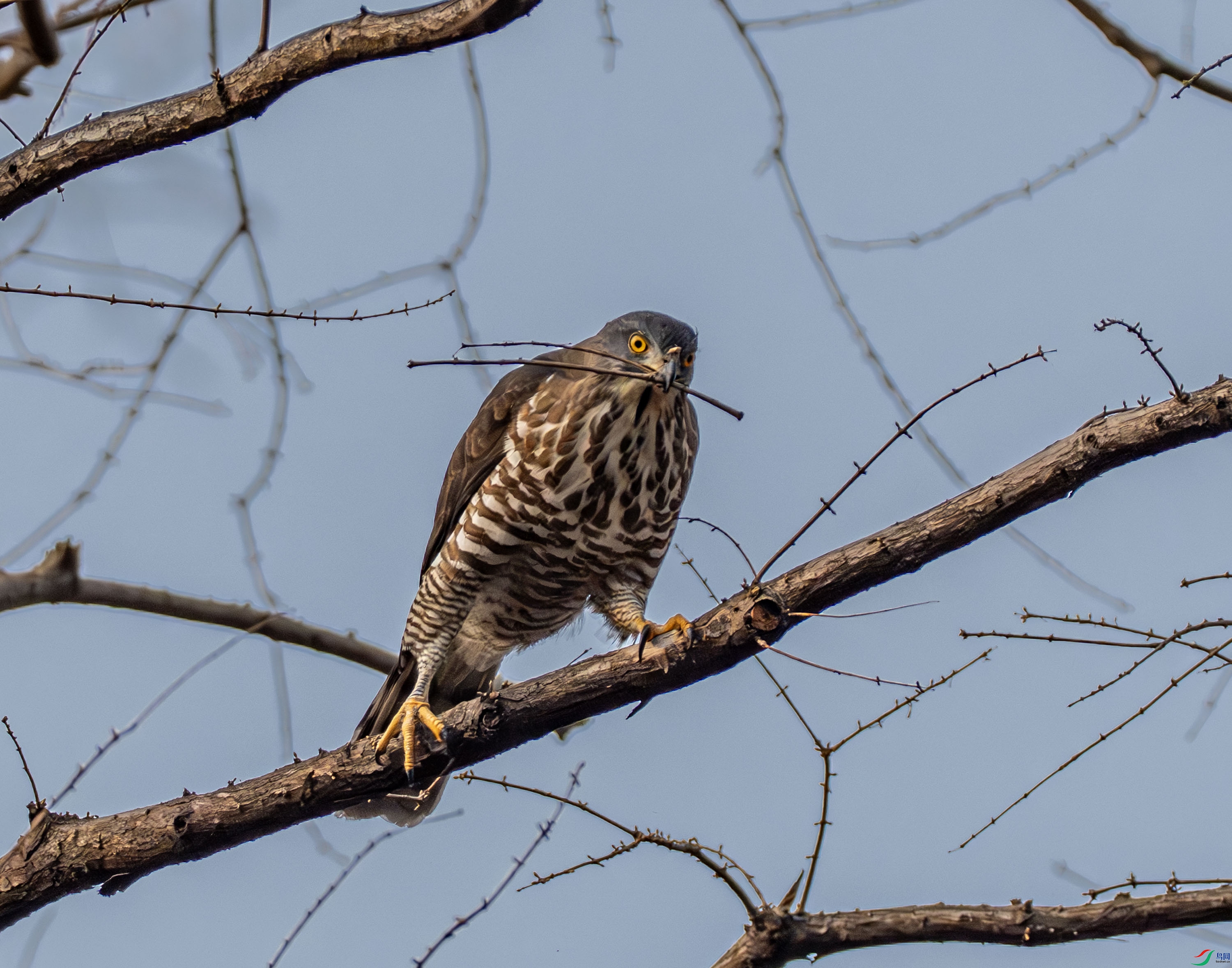 ��ͷӥ-01 (1 - 14).jpg