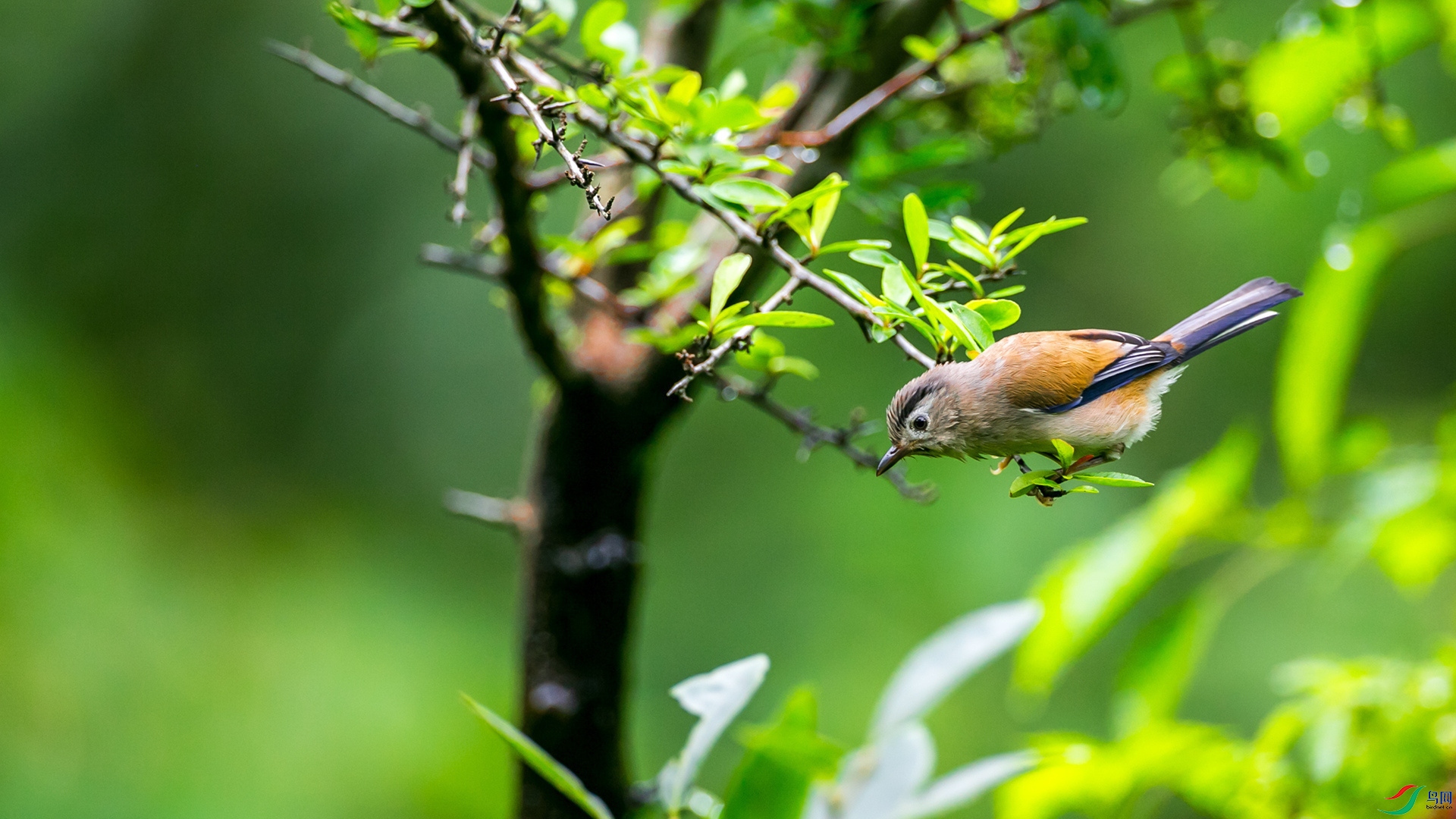 ����ϣ��