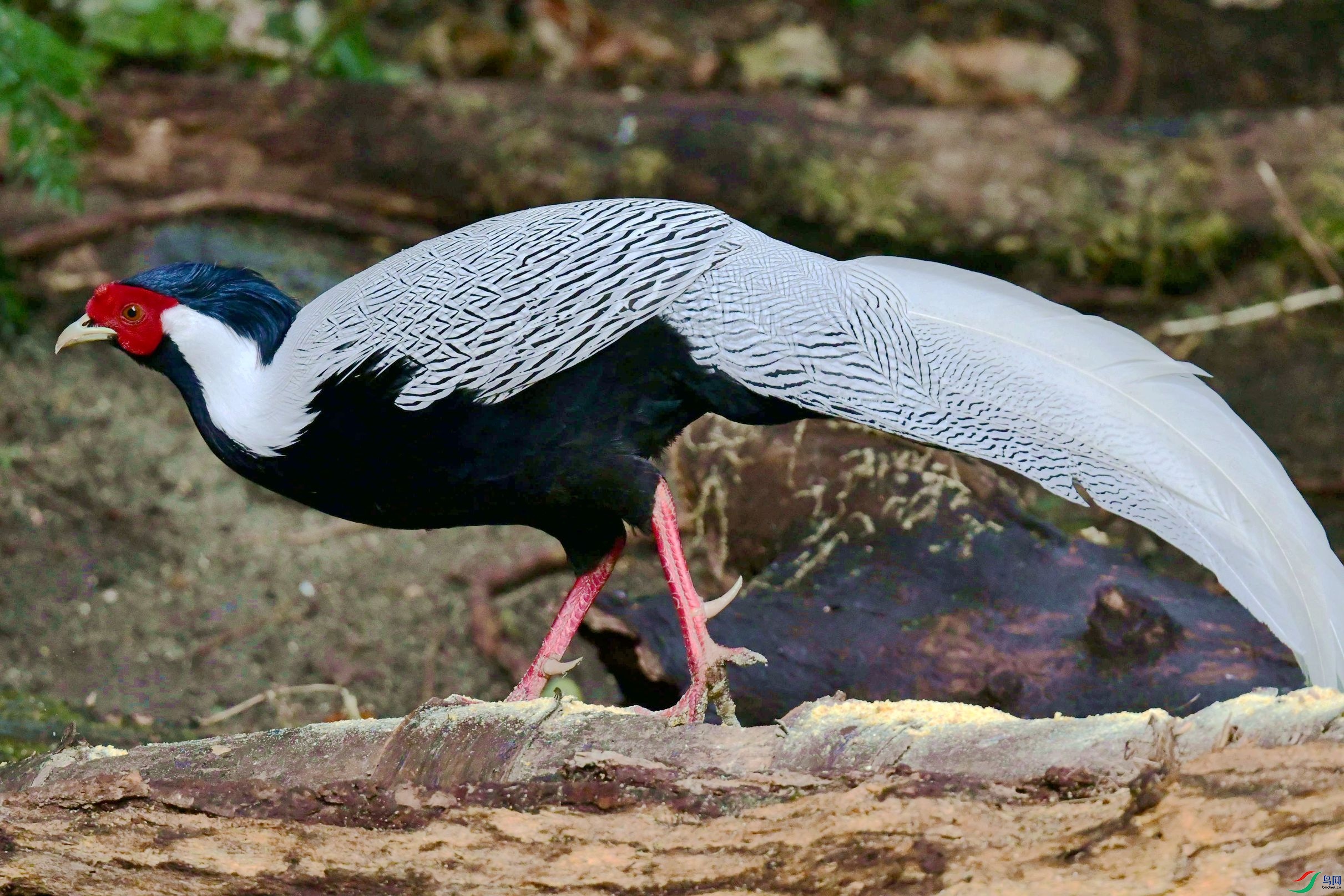 DSC_6563_����.jpg