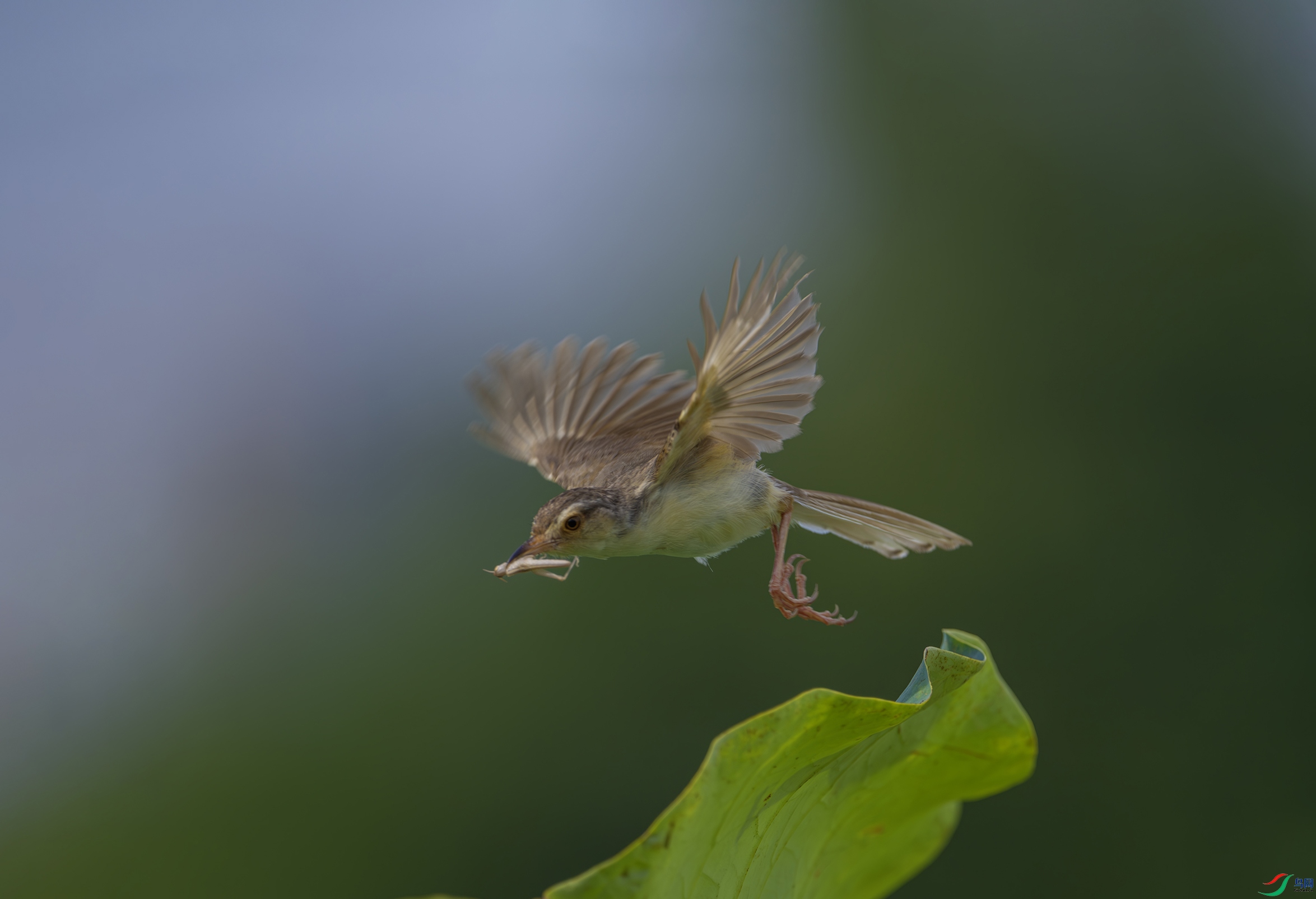 DSC_5485-����ǿ-NR ���� 2.jpg