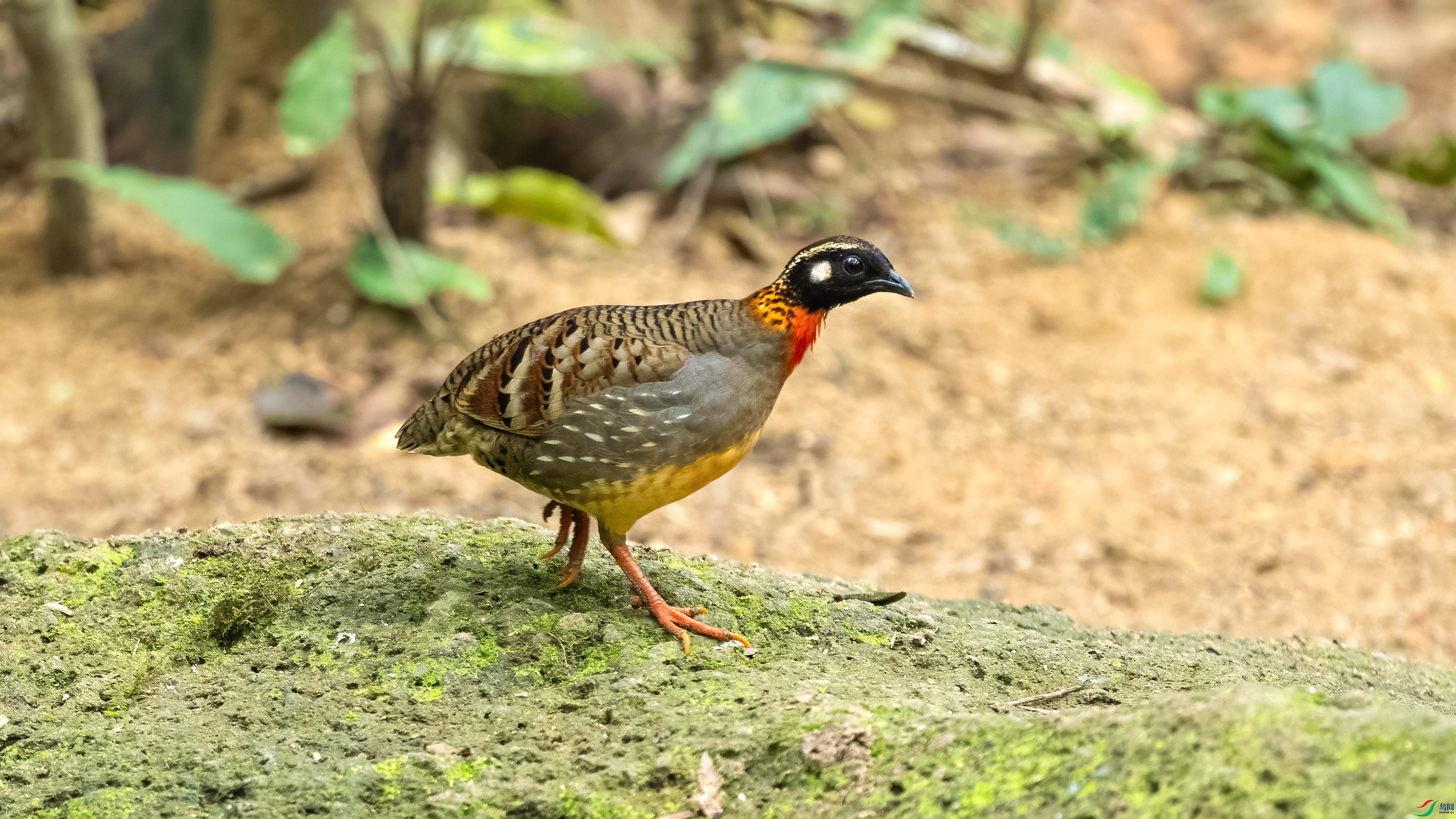 DSC_1035.jpg