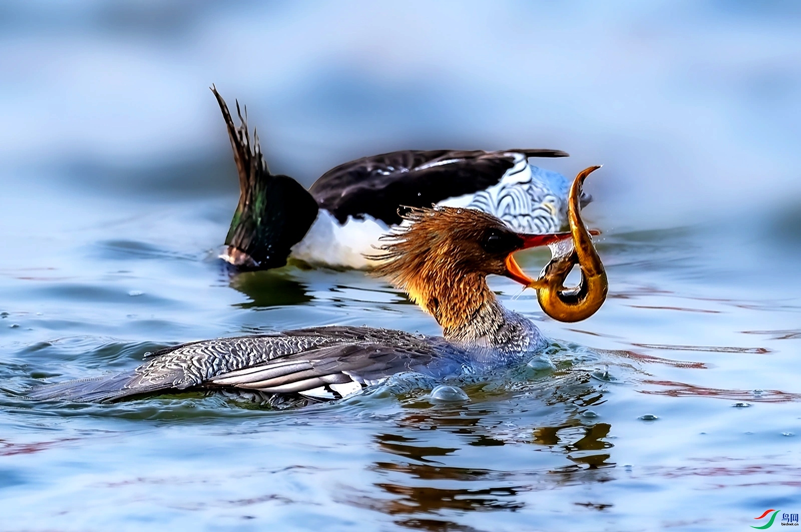 3.21_3795��ʦ��Ʒ   ��ˮ���䣨ף���ٻ��Ա������.jpg