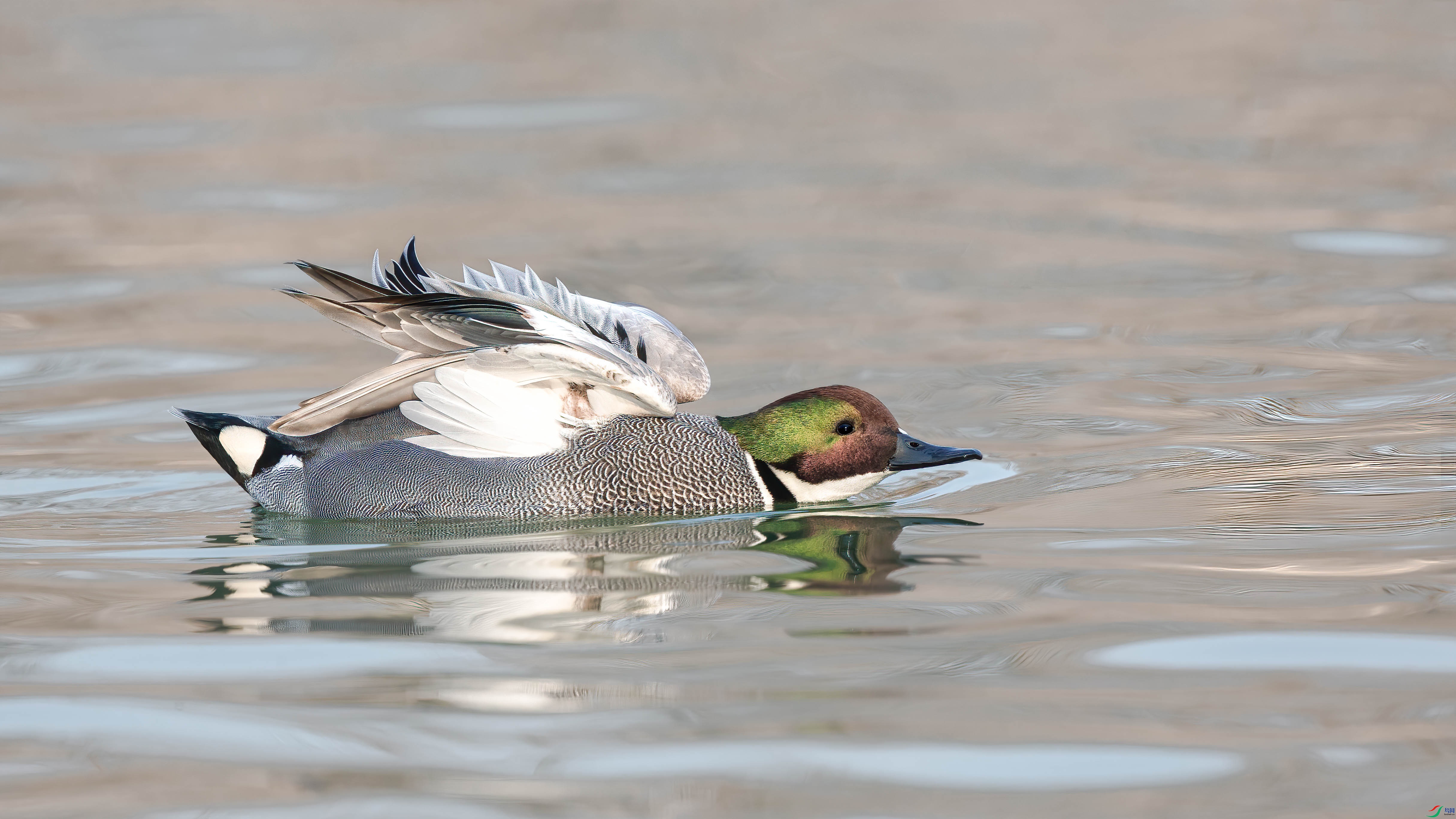 AQ4P0486-1.jpg