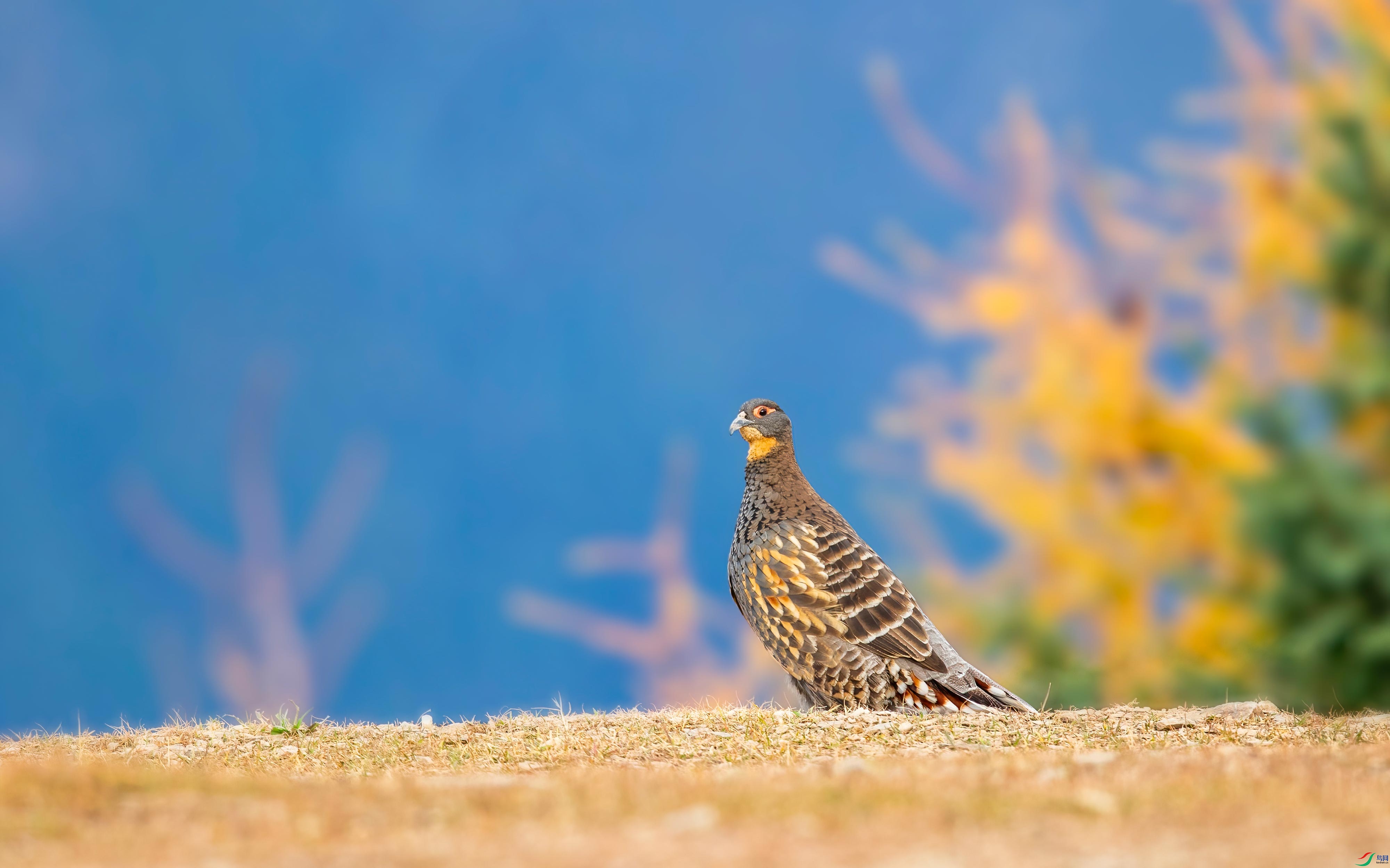 0O3A6385-DeNoiseAI-standard.jpg