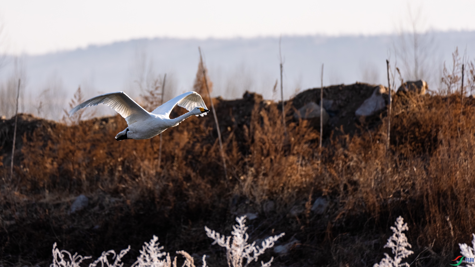 _DSC6508.jpg