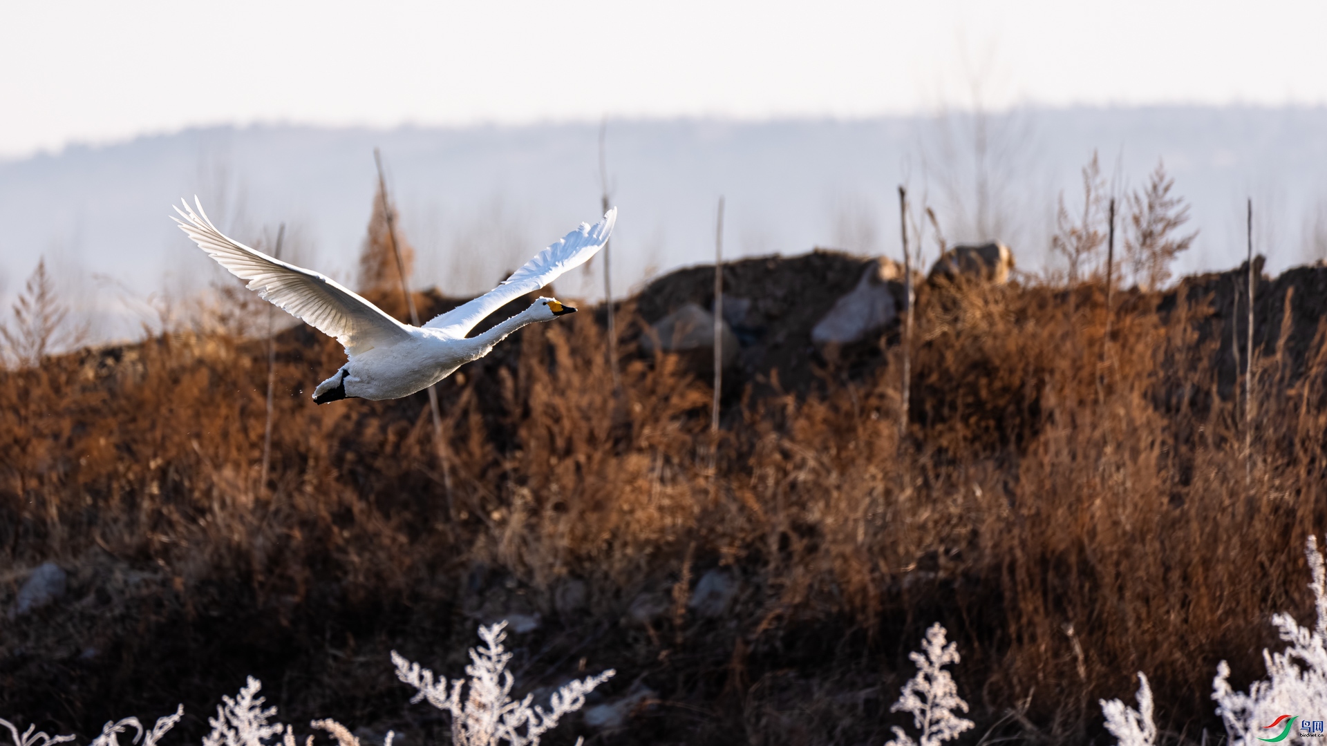 _DSC6510.jpg
