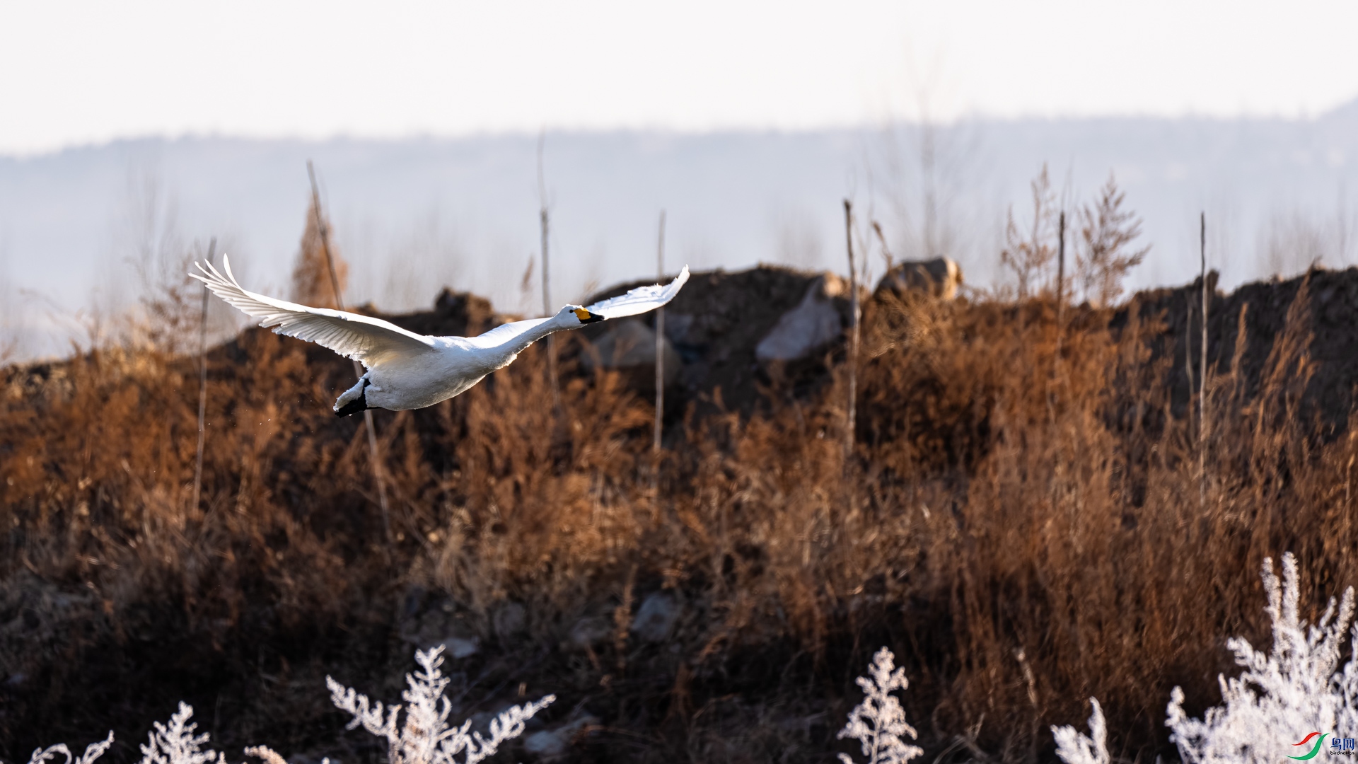 _DSC6511.jpg