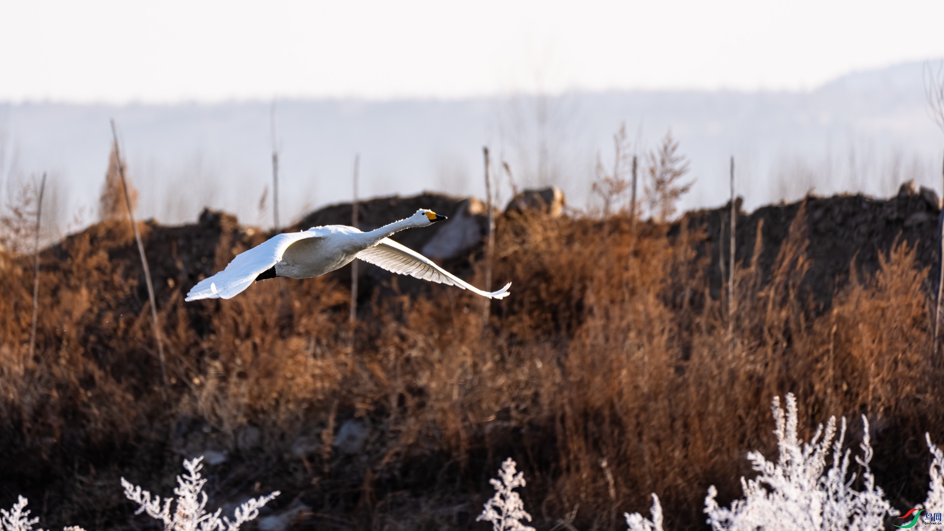 _DSC6513.jpg